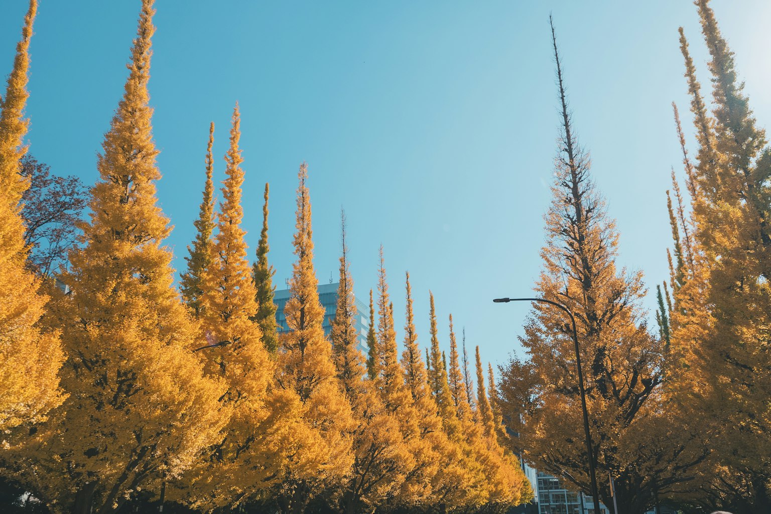 Reihe goldener Bäume im Herbst unter einem klaren blauen Himmel