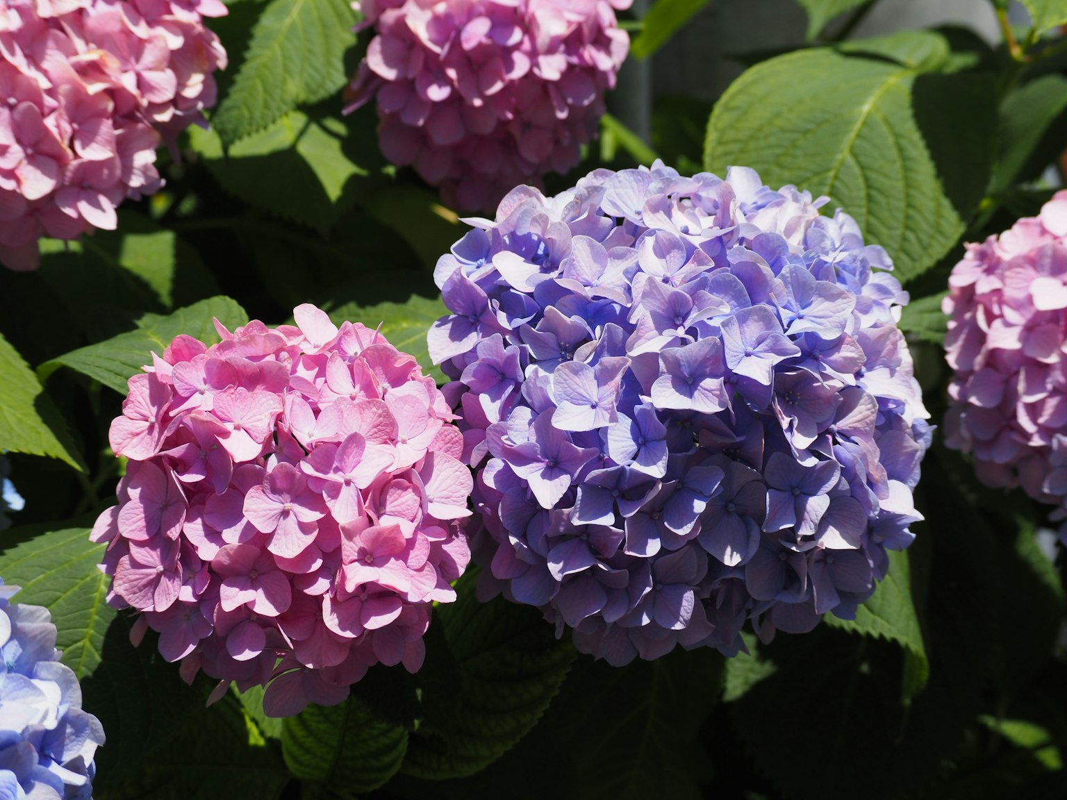 Colorful hydrangea flowers blooming in shades of pink and purple