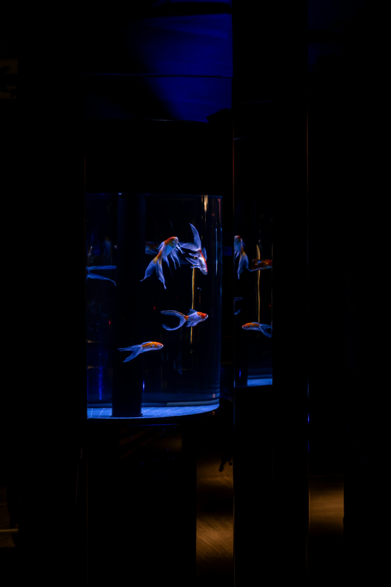 一个被蓝光照亮的鱼缸，里面有游动的鱼