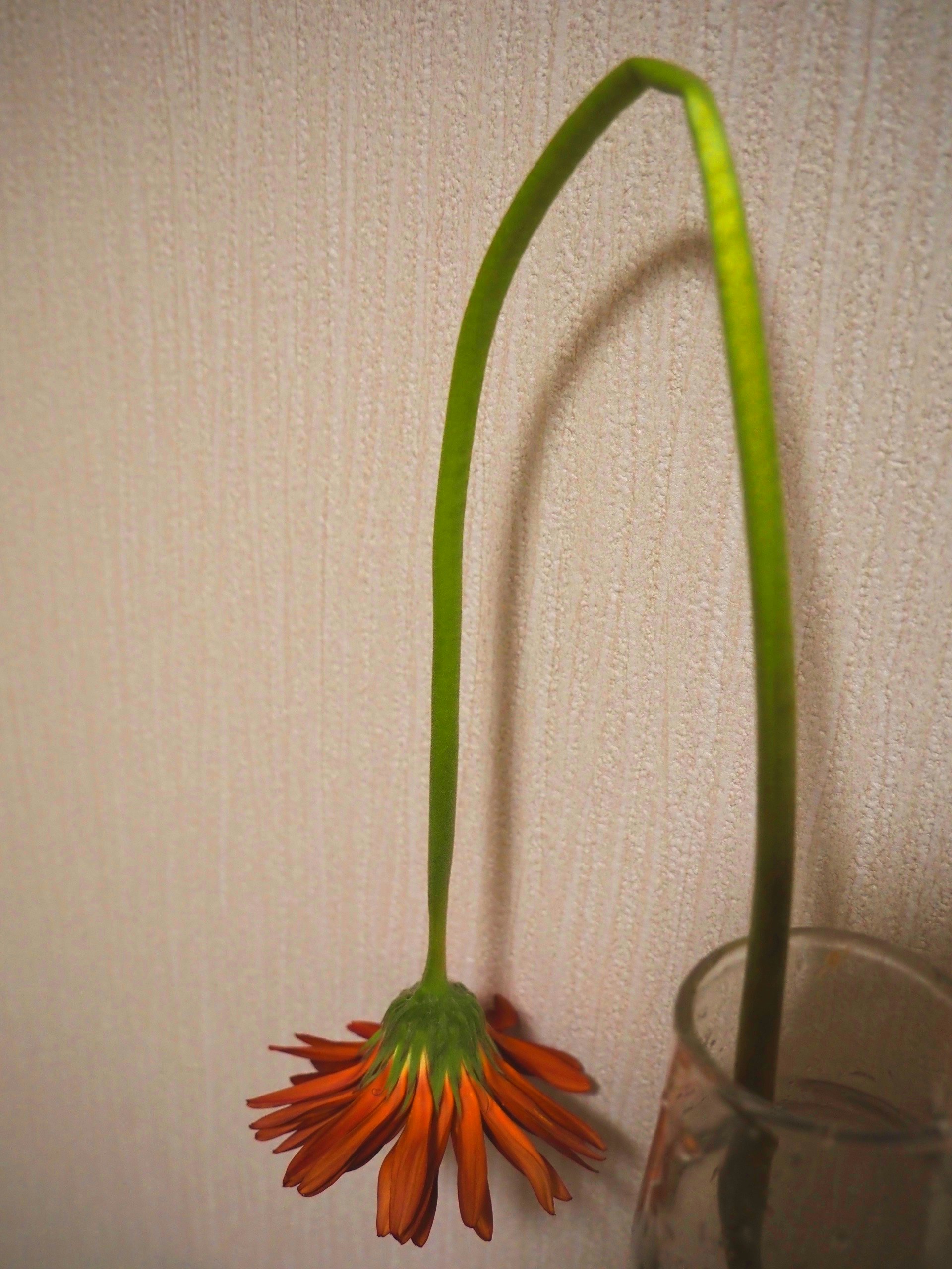 composizione in vaso con stelo verde e fiore arancione
