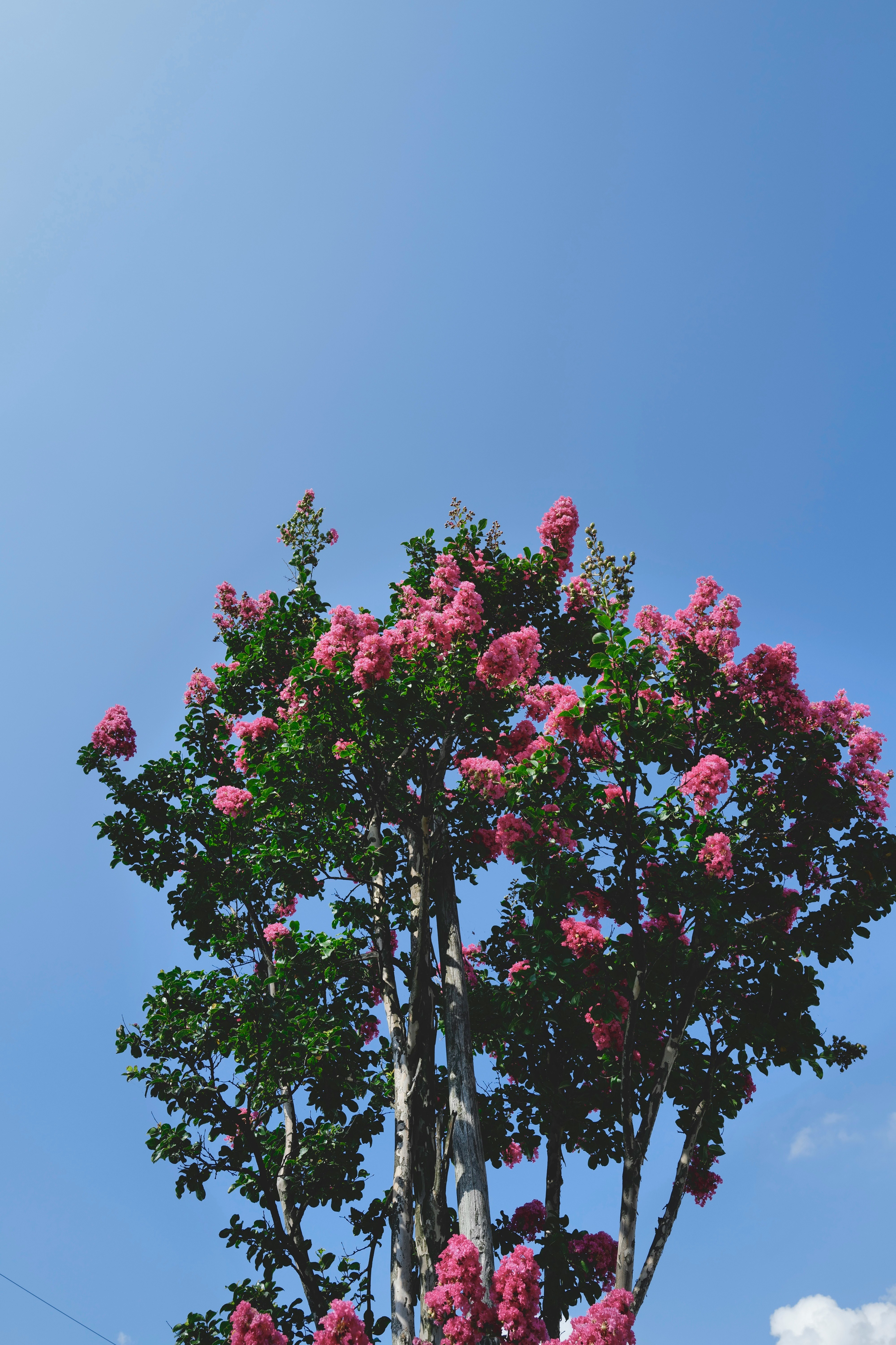 blühender Baum mit rosa Blüten vor klarem blauem Himmel