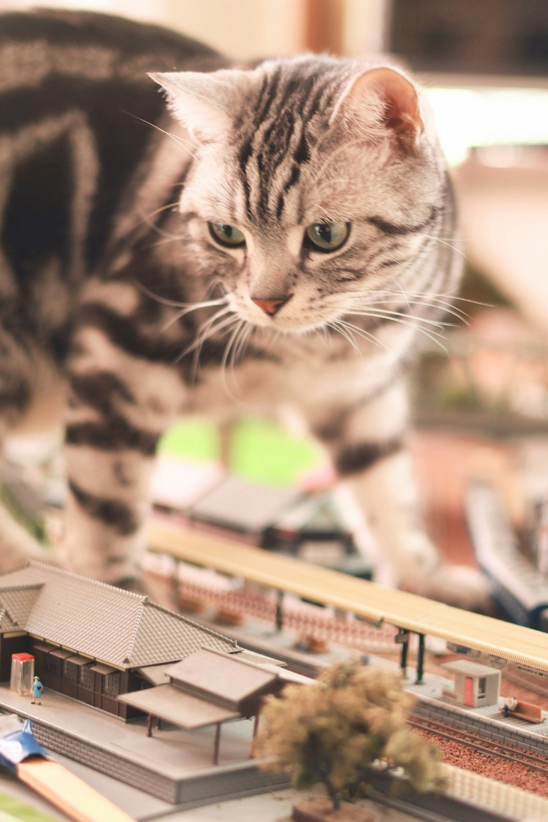 猫と鉄道模型が並ぶ室内の情景