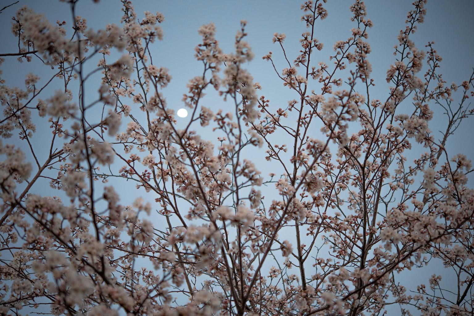 Fiori di ciliegio che fioriscono al crepuscolo con una luna visibile