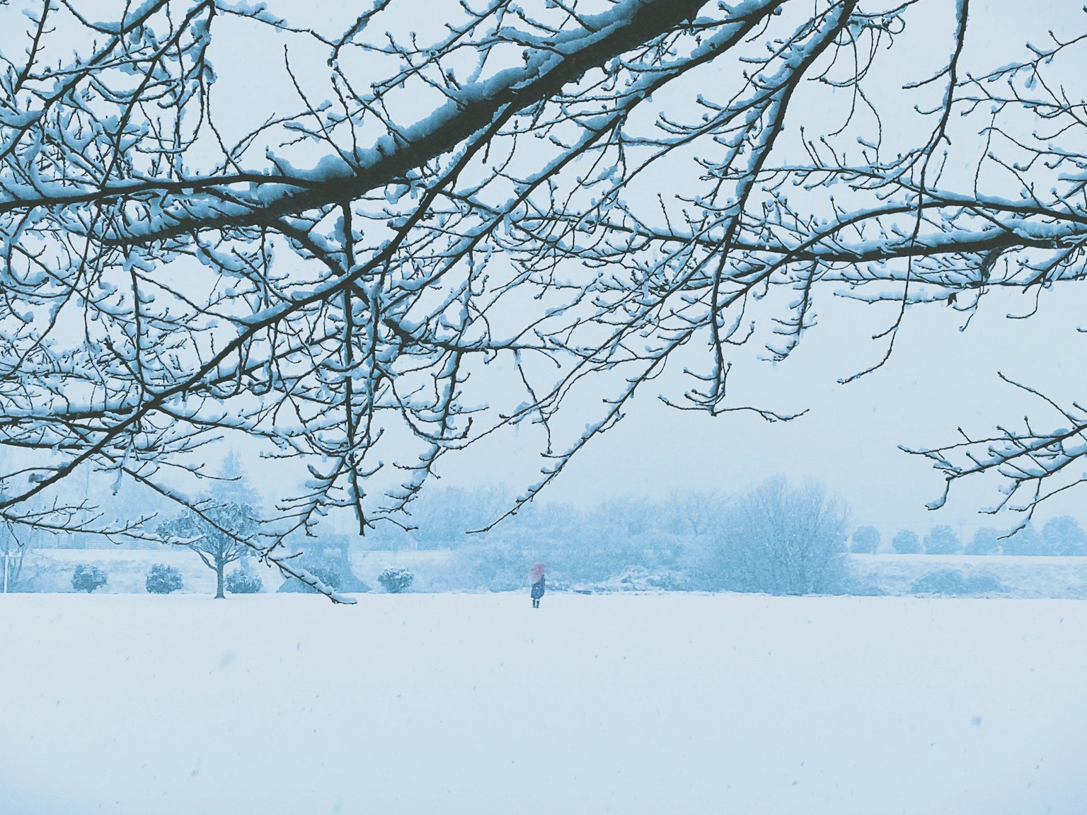 Schneebedeckte Landschaft mit silhouettierten Ästen