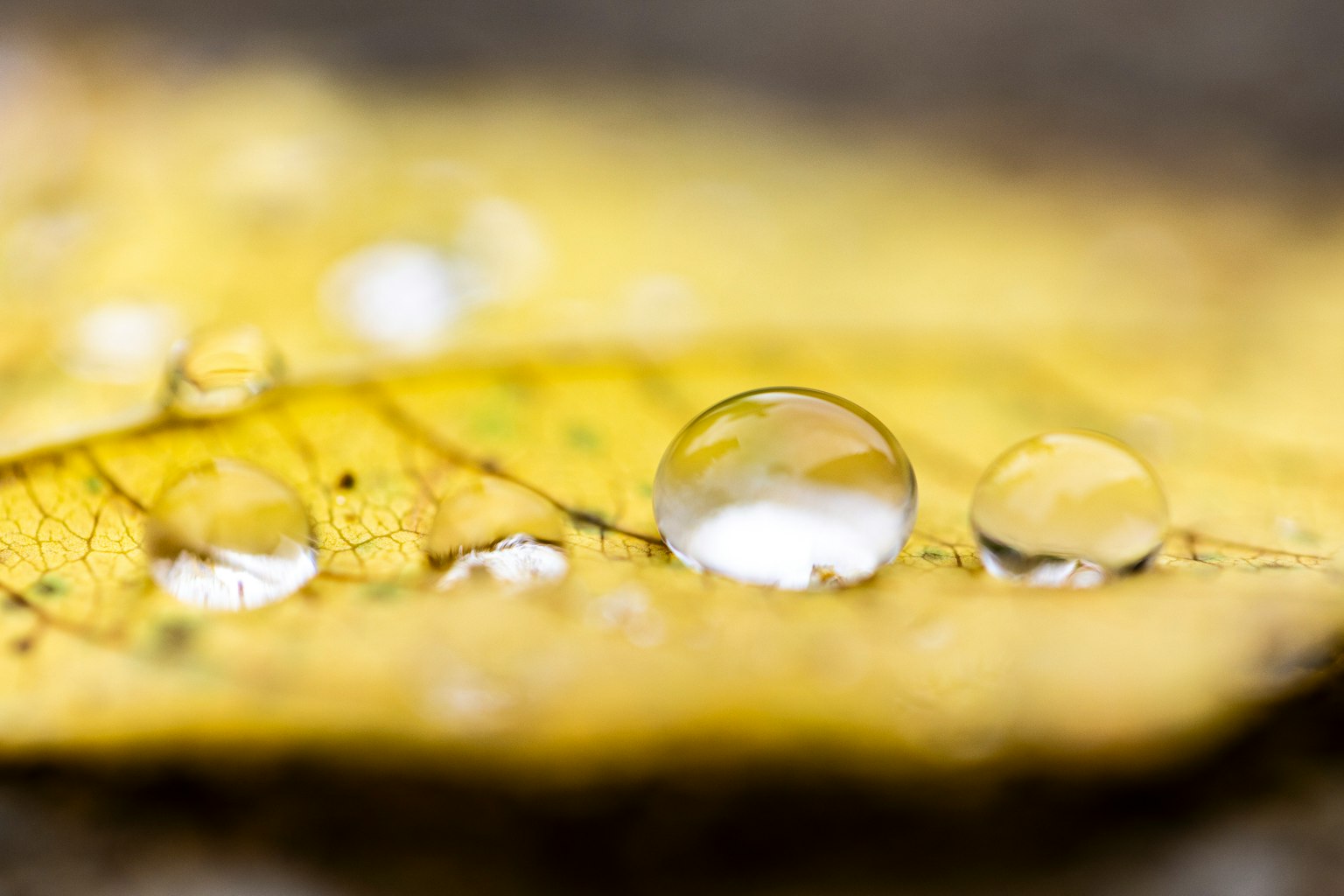 Close-up of water droplets on a yellow leaf