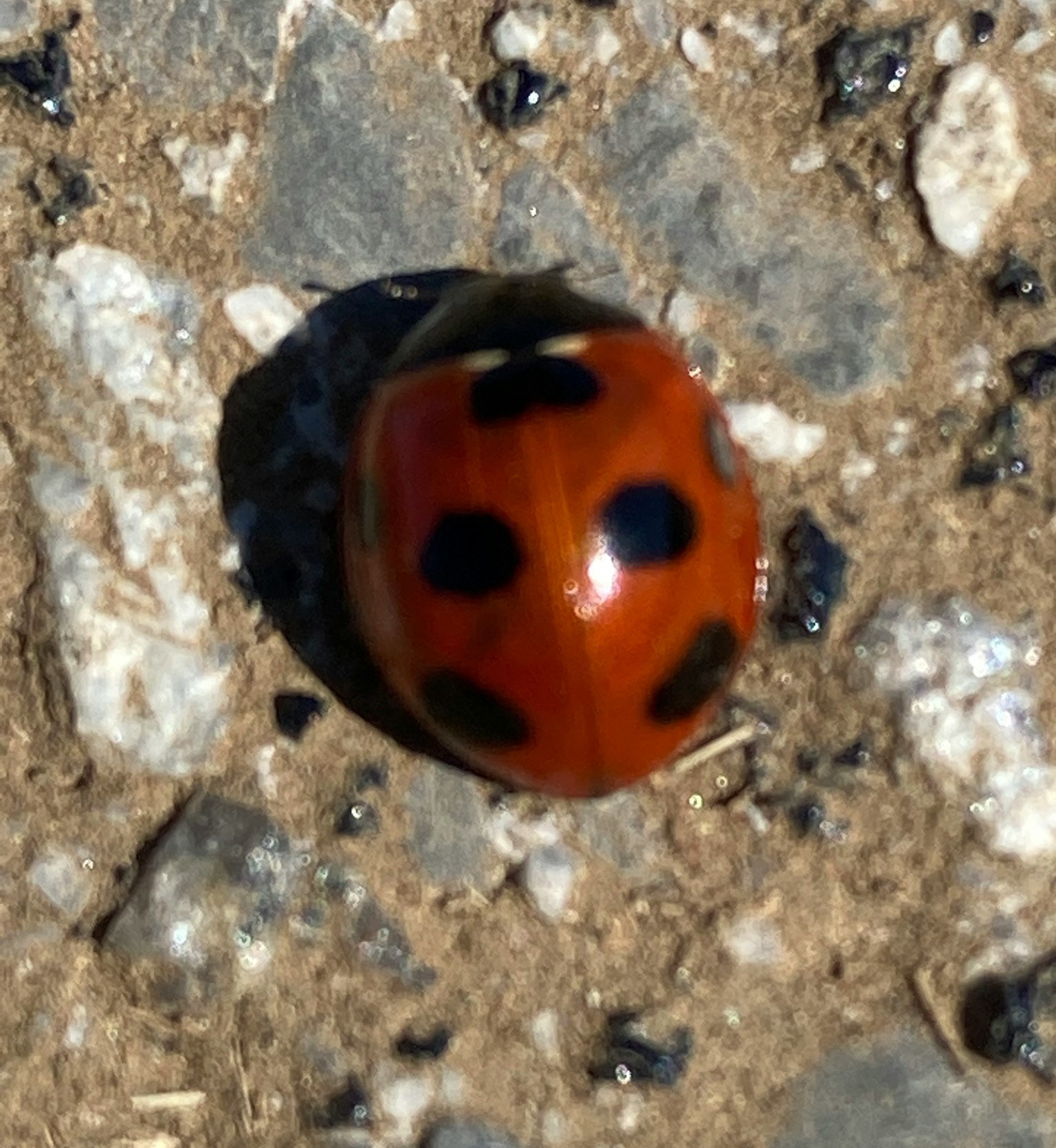 Coccinella rossa su superficie di ghiaia