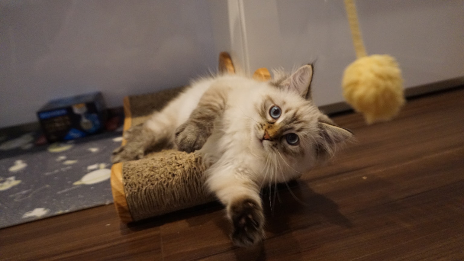 一只毛茸茸的白色小猫懒洋洋地躺在抓挠柱上