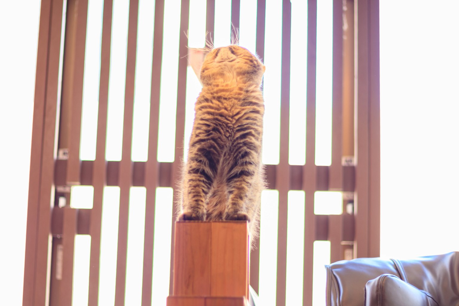 Seekor kucing berdiri di dekat jendela melihat ke luar