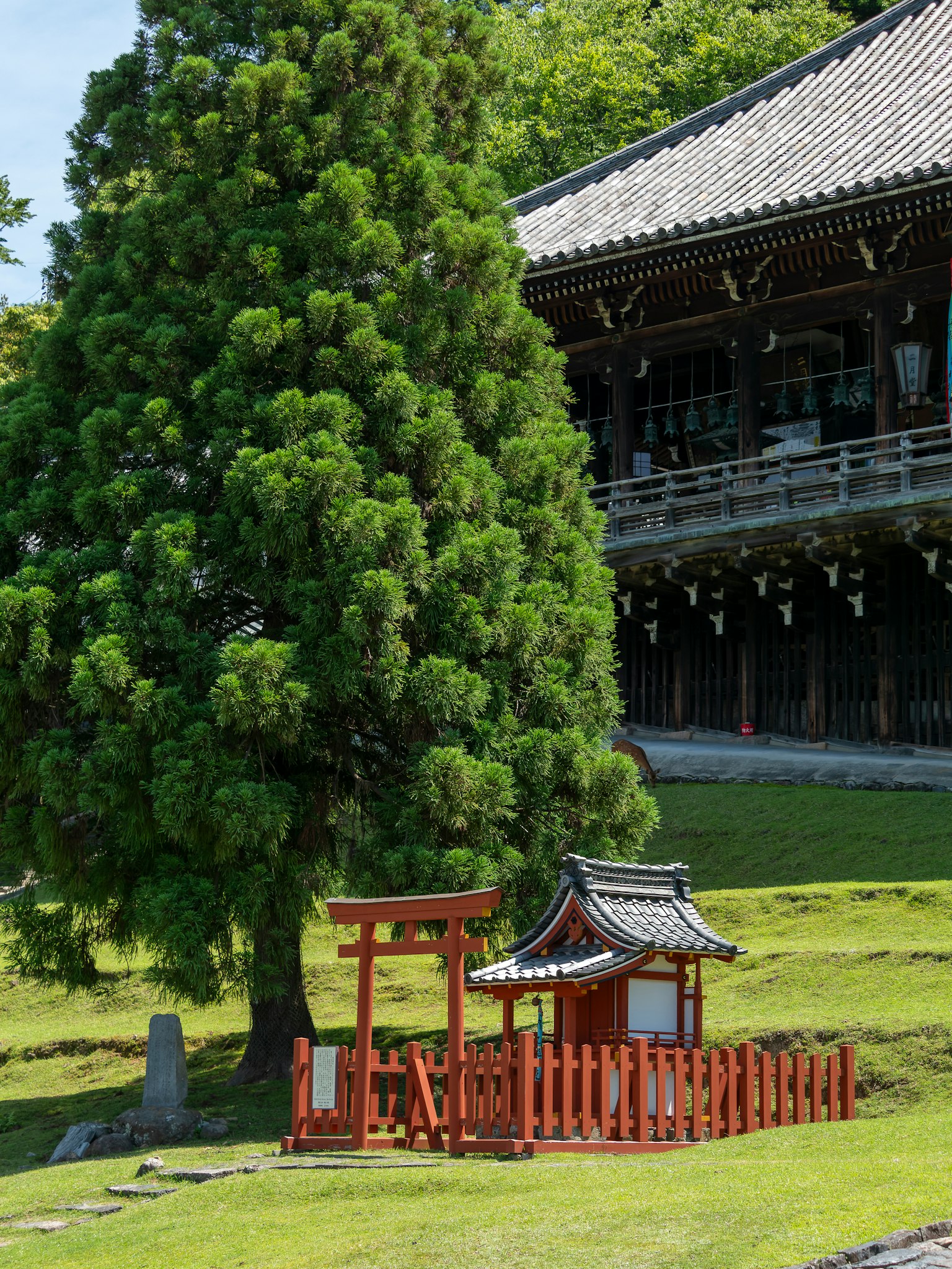 Japanese temple garden featuring a green tree and red torii gate