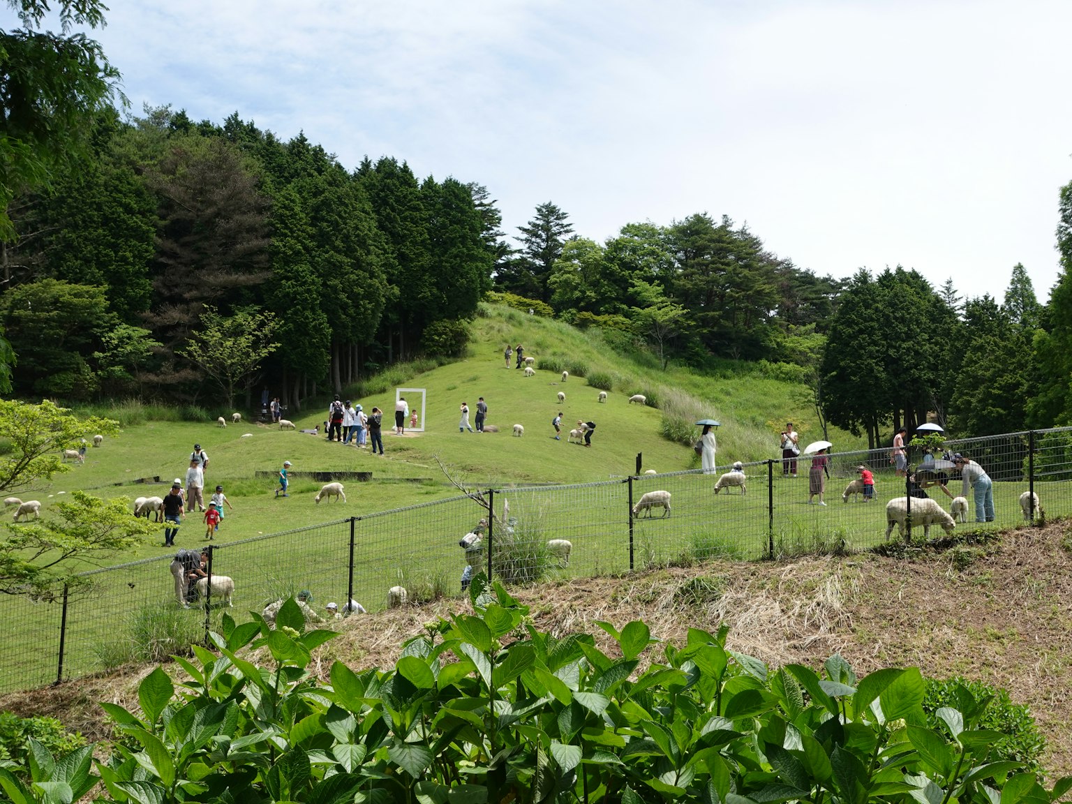 Visitors enjoying a green hillside with sheep