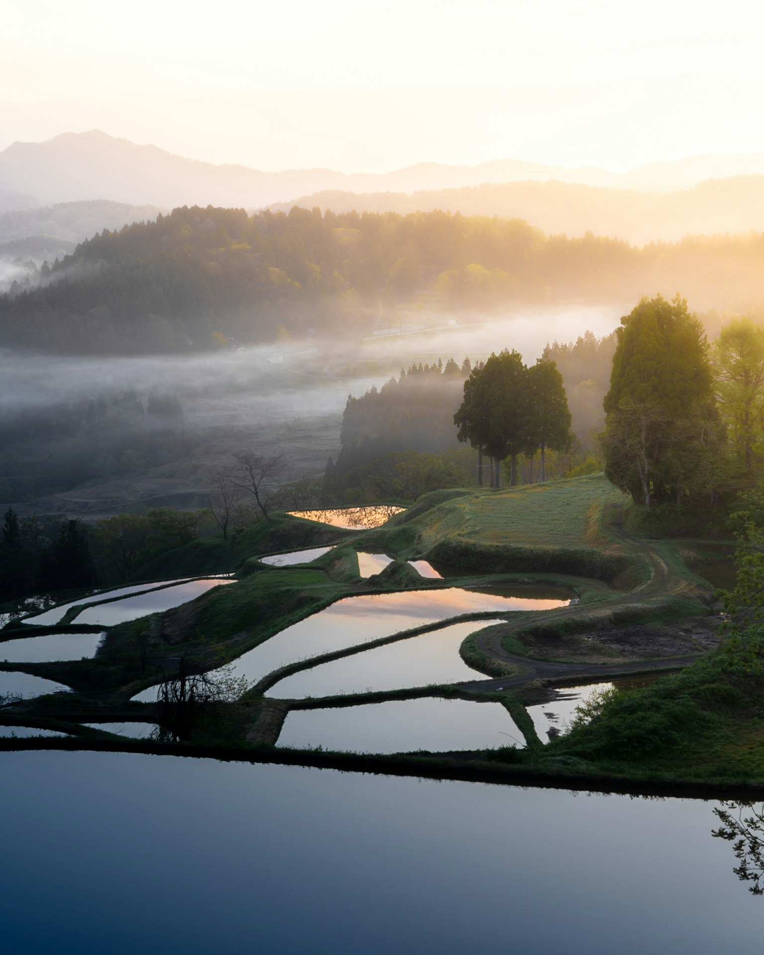 Pemandangan sawah terasering berkabut dengan permukaan air yang berkilau saat matahari terbit