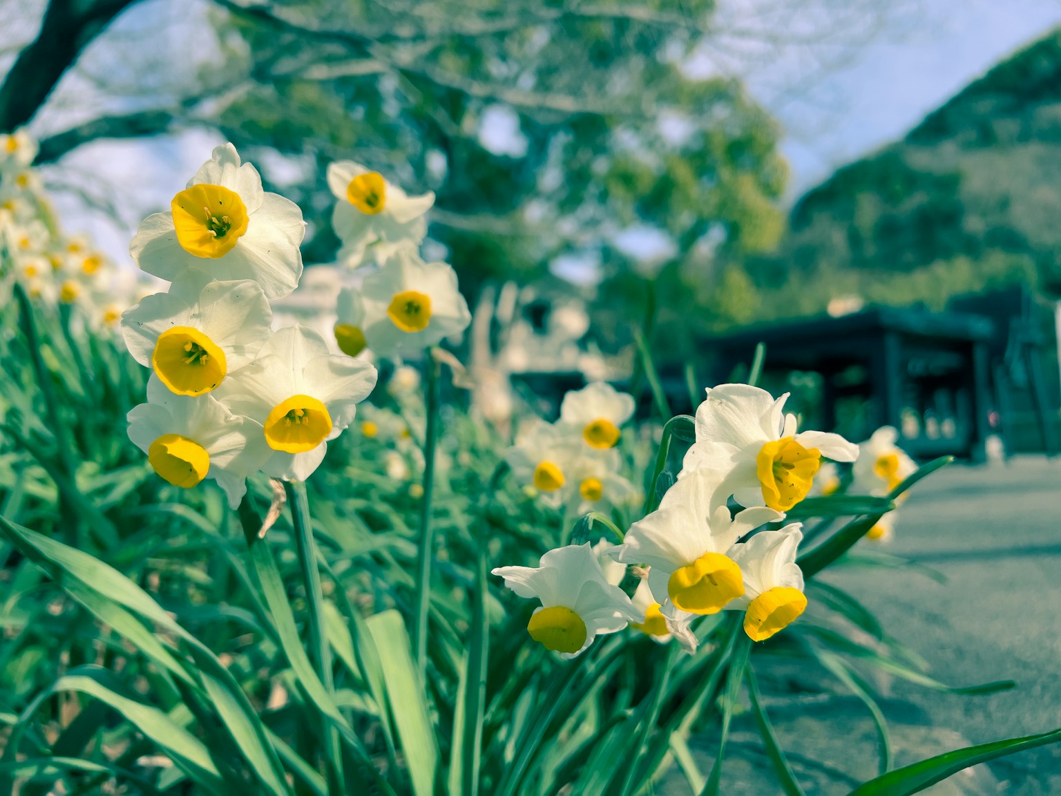 Narzissenblüten mit weißen Blütenblättern und gelben Zentren blühen in einem Garten