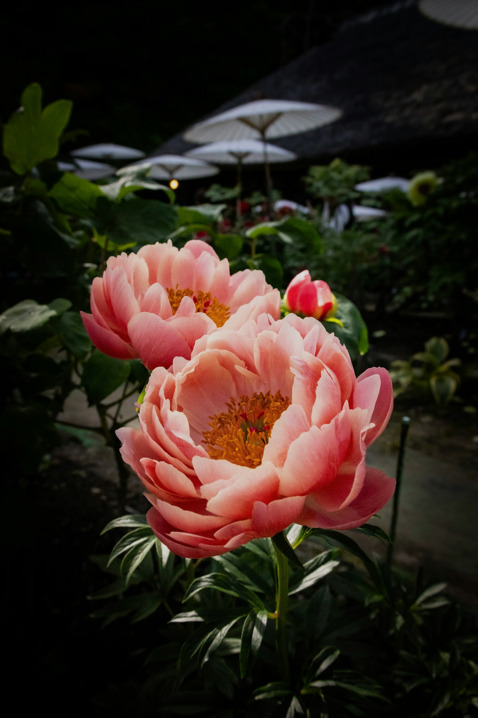 Bunga peony yang indah mekar di taman