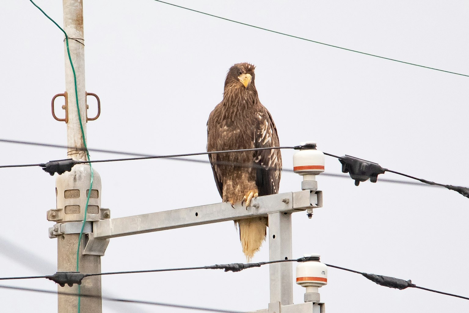 Image of a hawk perched on a utility pole with brown and white feather patterns