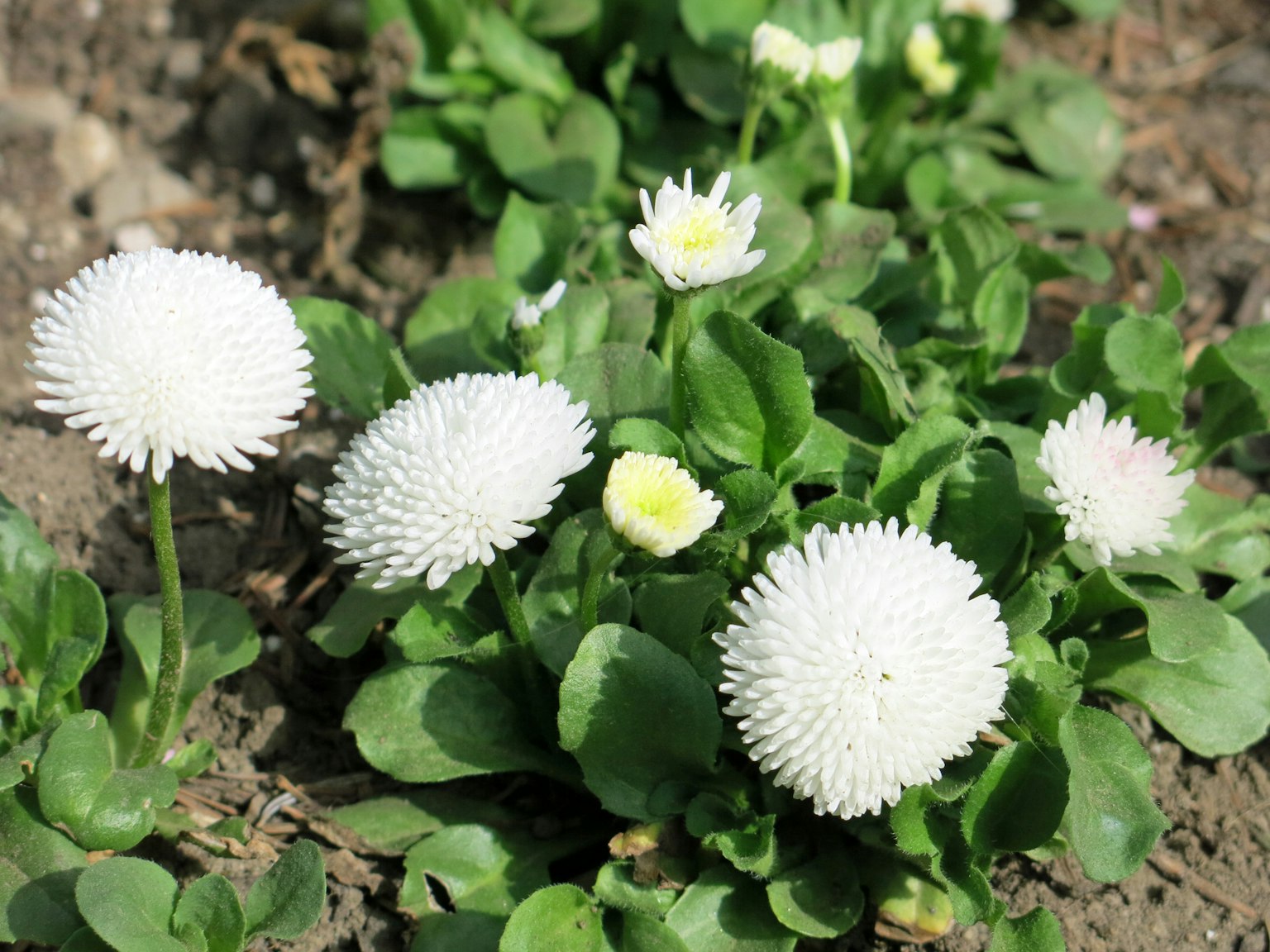 Scena di giardino con fiori bianchi e foglie verdi