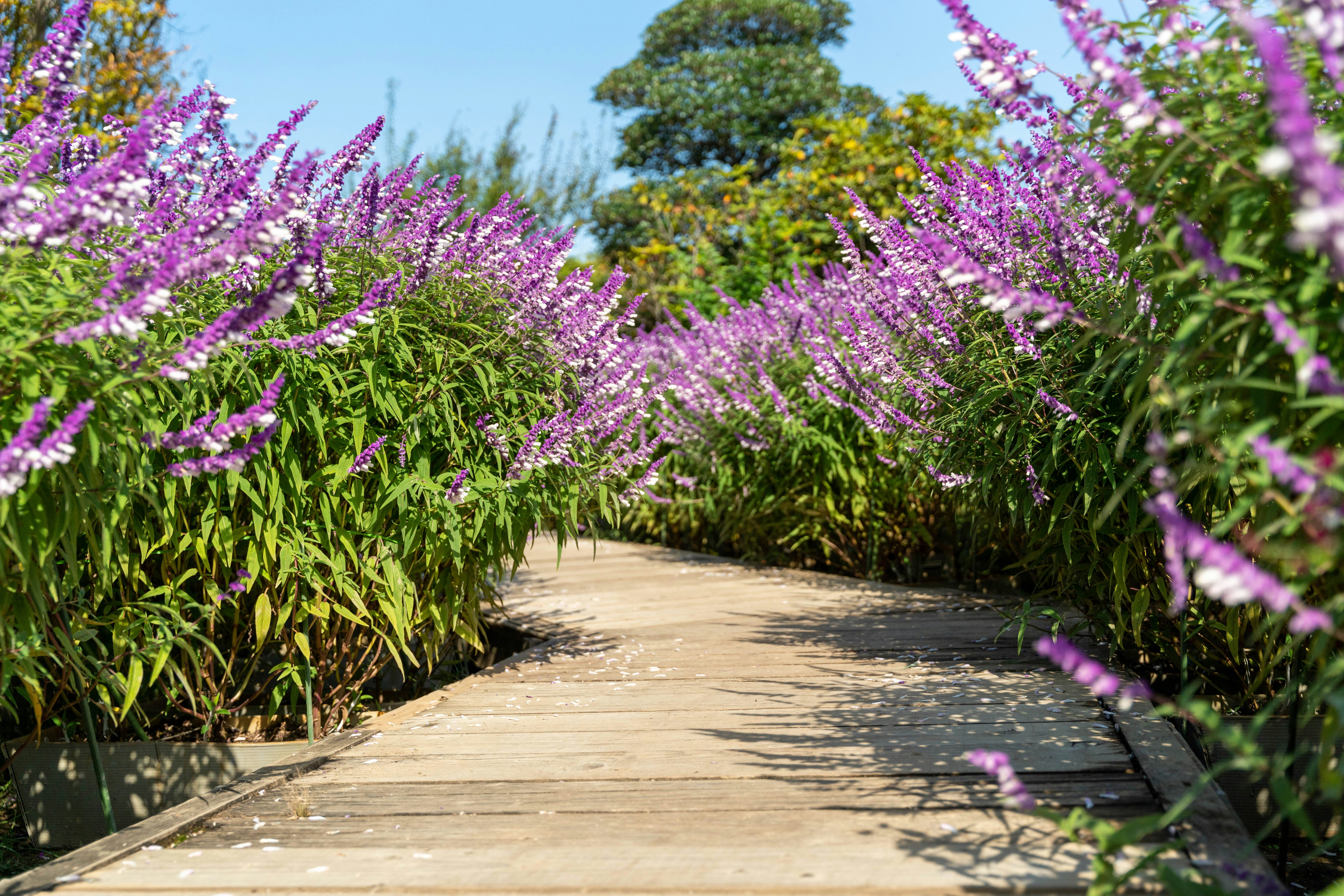 美しい紫色の花に囲まれた木製の歩道