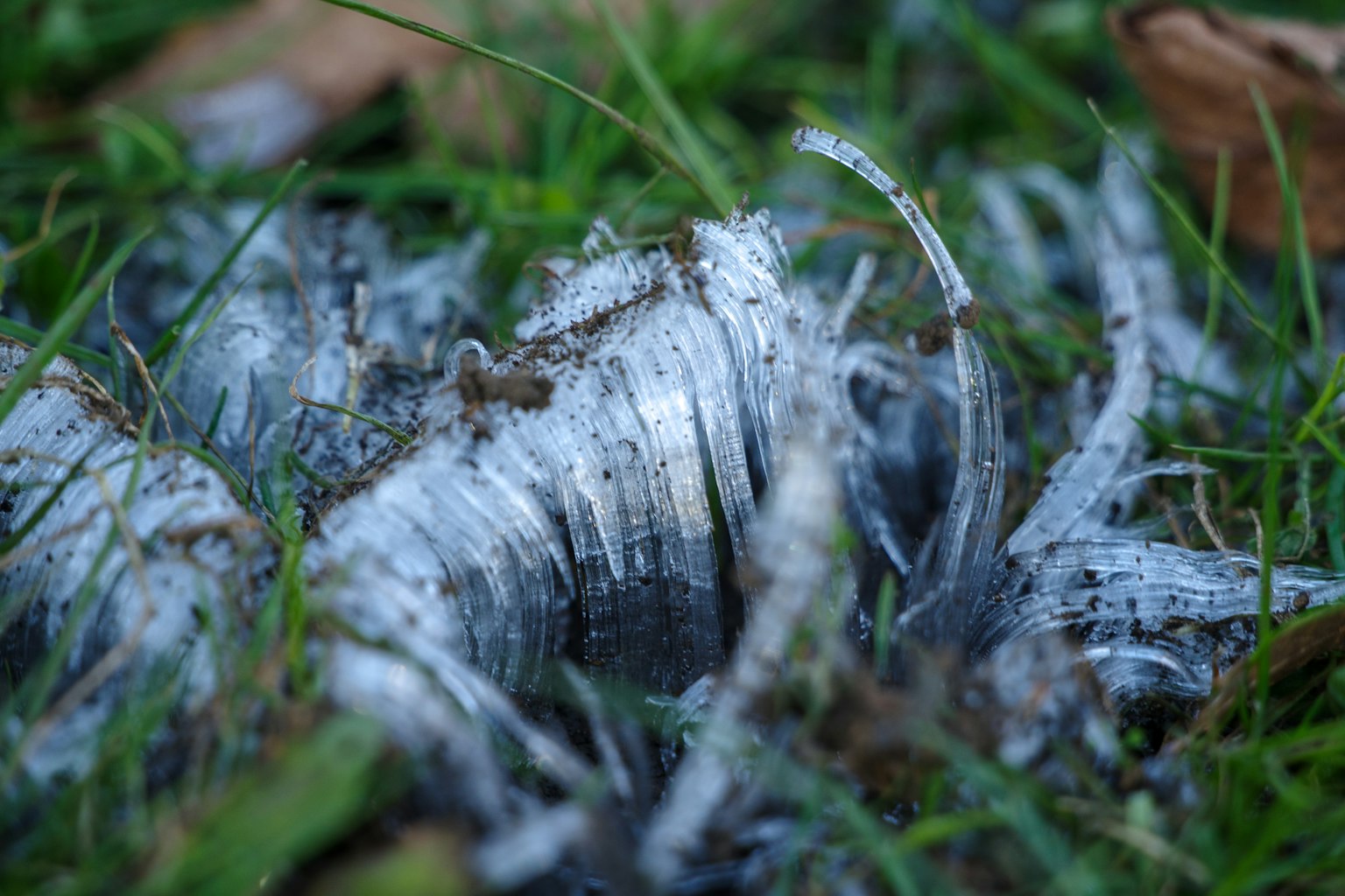 Layer of white frost visible among the grass