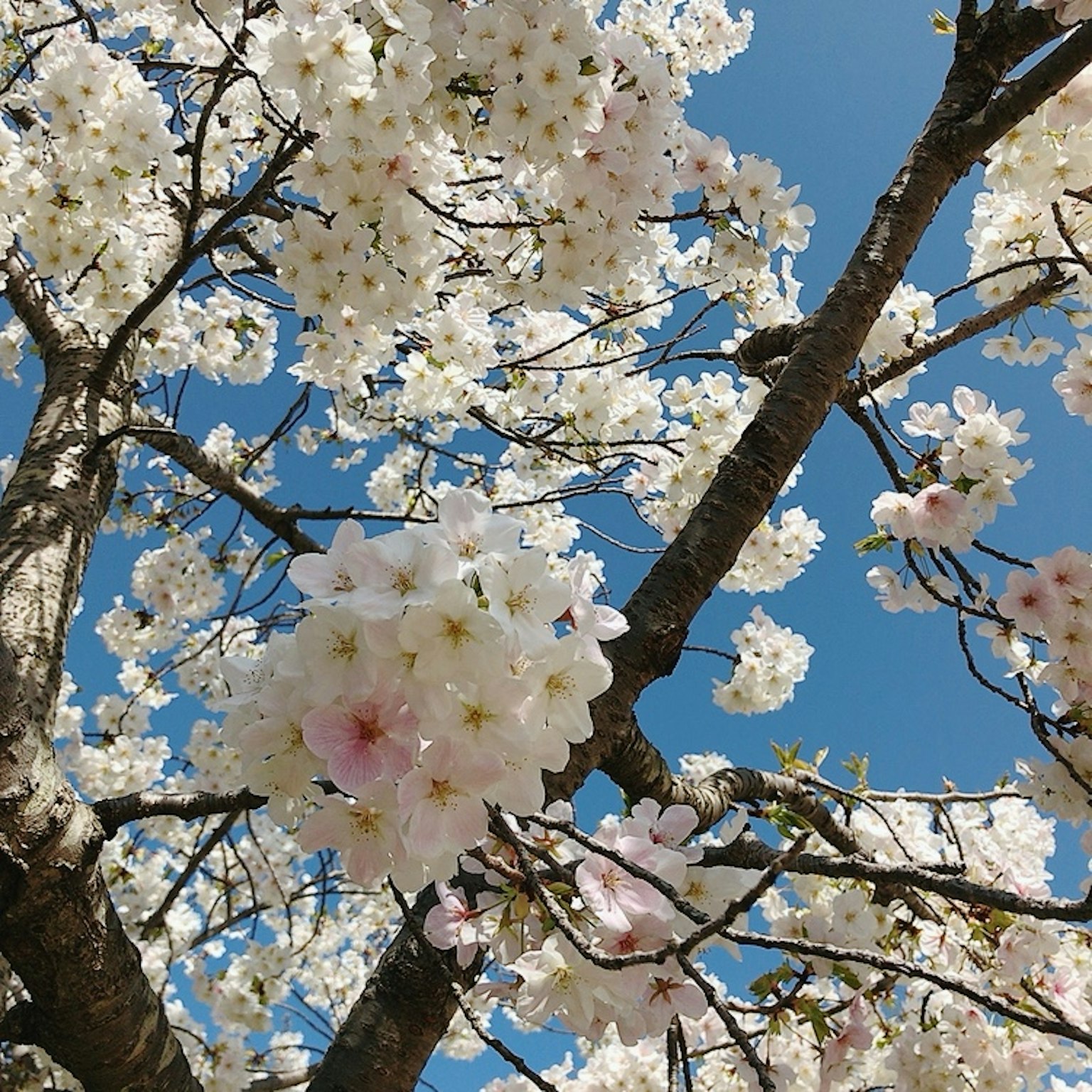 Cherry blossom tree in full bloom against a blue sky