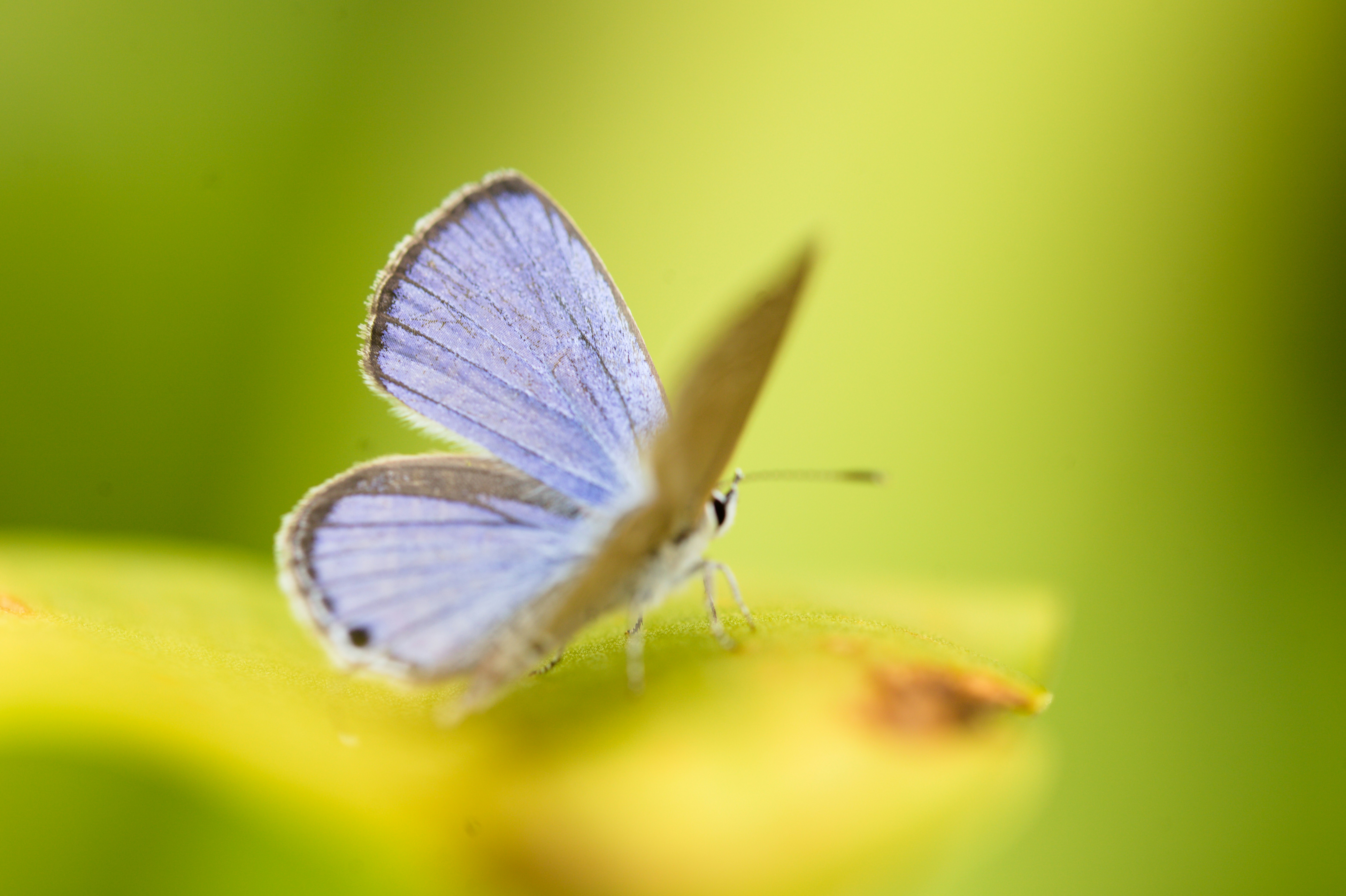 primo piano di una piccola farfalla blu posata su un fiore