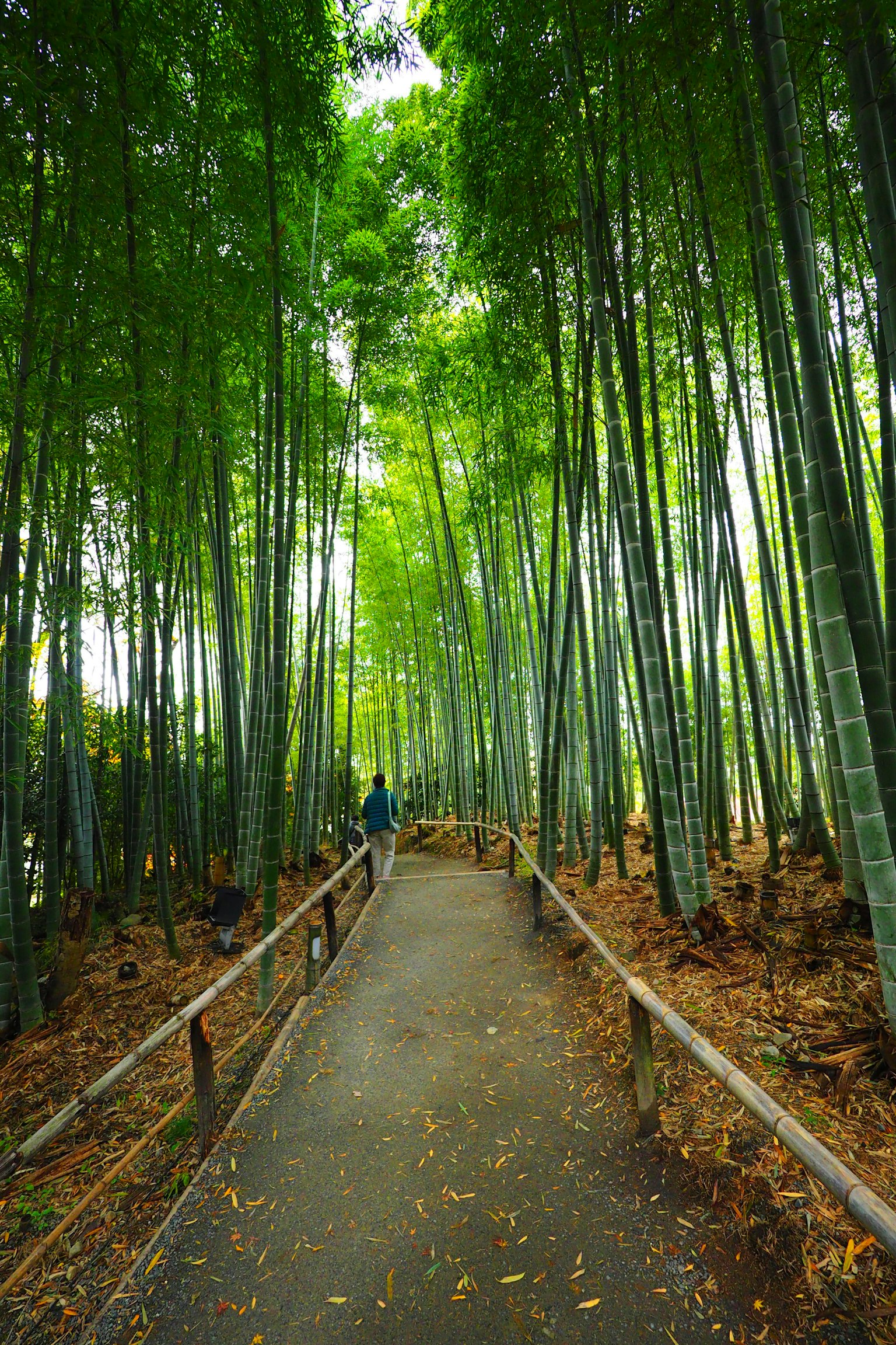 Una persona caminando a través de un bosque de bambú verde