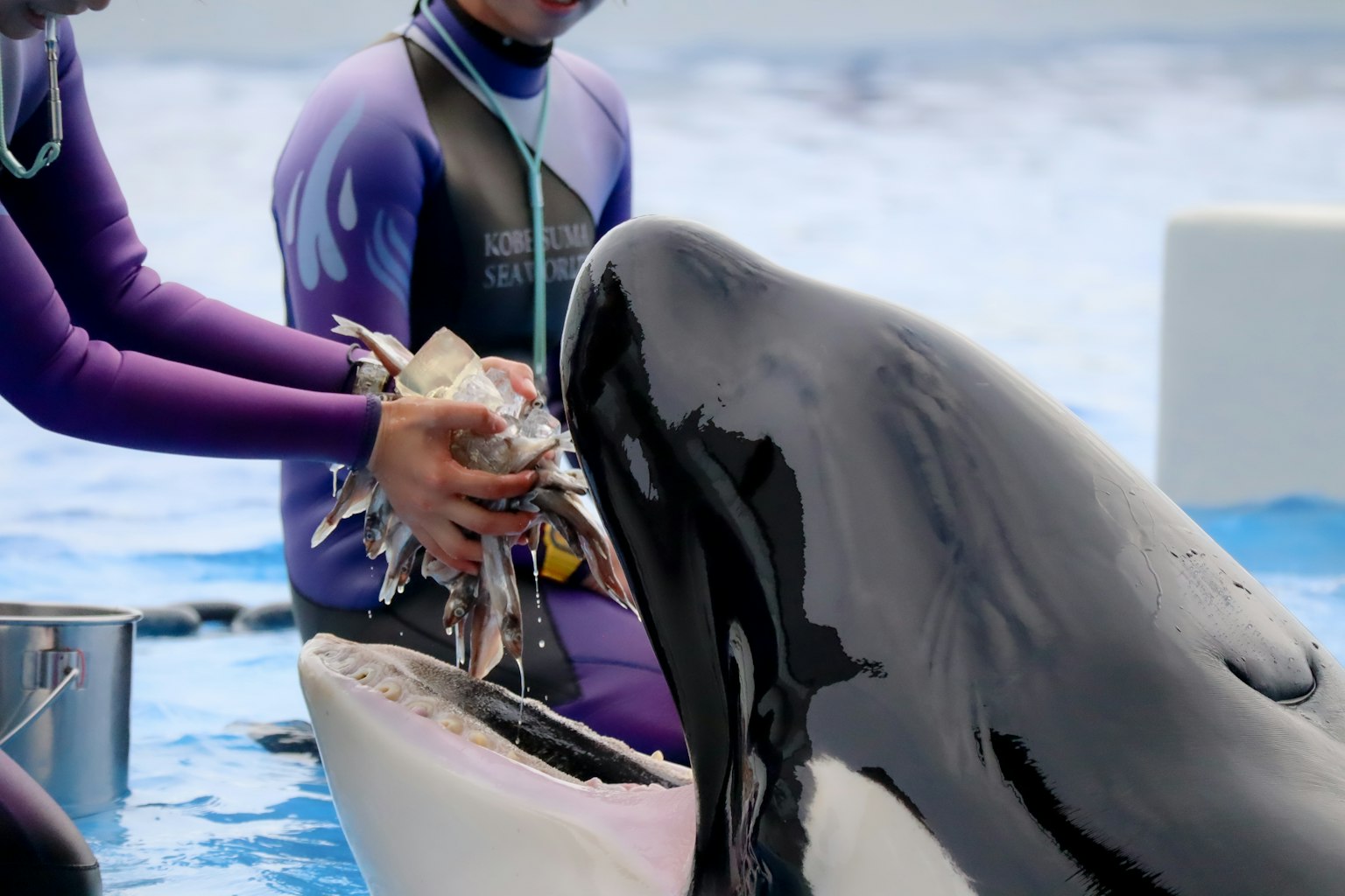 Trainers feeding a dolphin with fish in a blue water environment