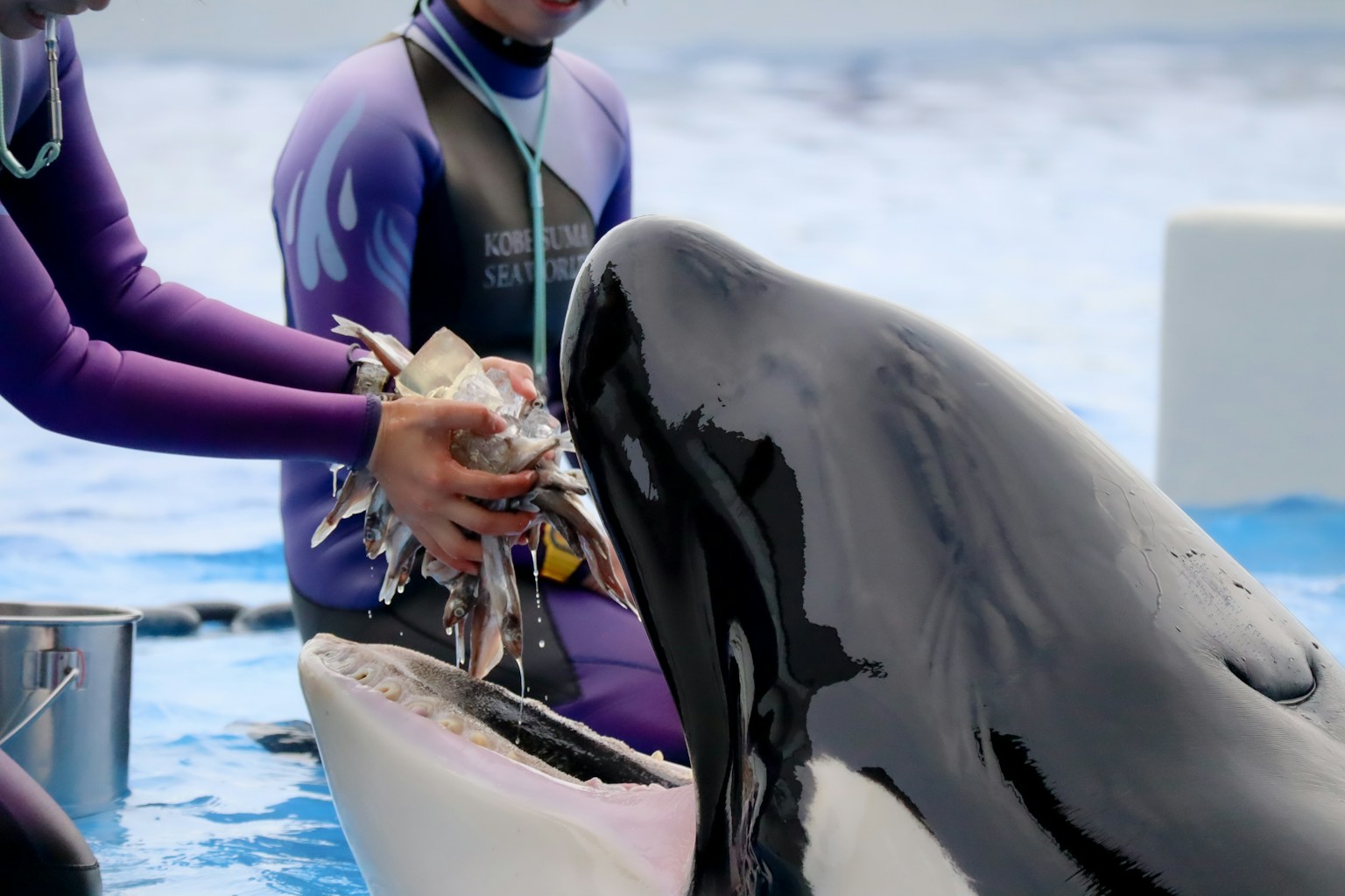 Trainers feeding a dolphin with fish in a blue water environment