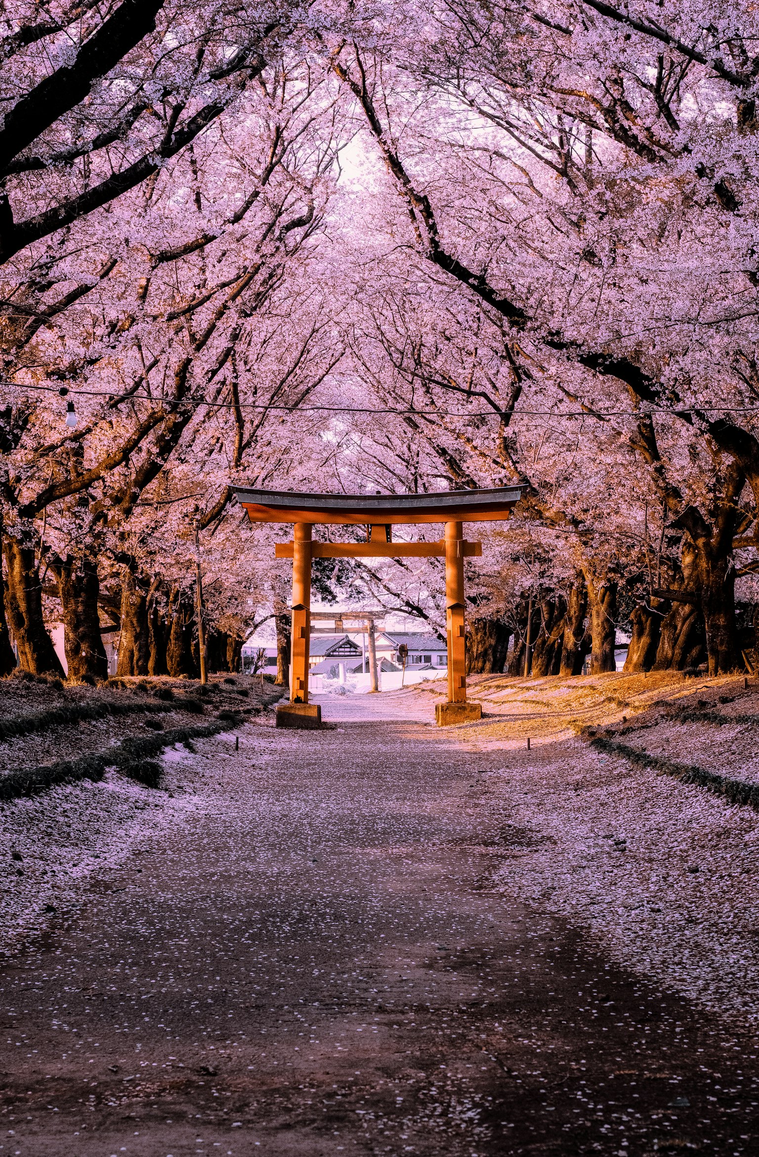 Sentiero fiancheggiato da alberi di ciliegio con un torii