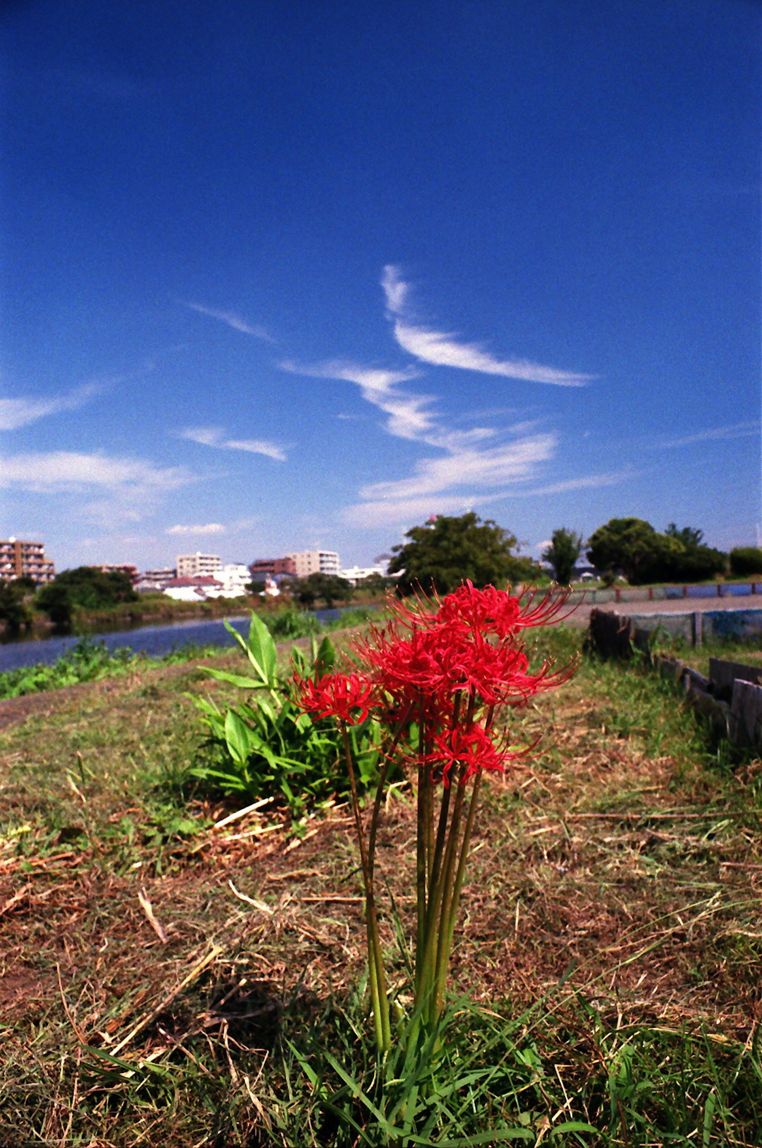 Rote Spinnenlilien blühen unter blauem Himmel