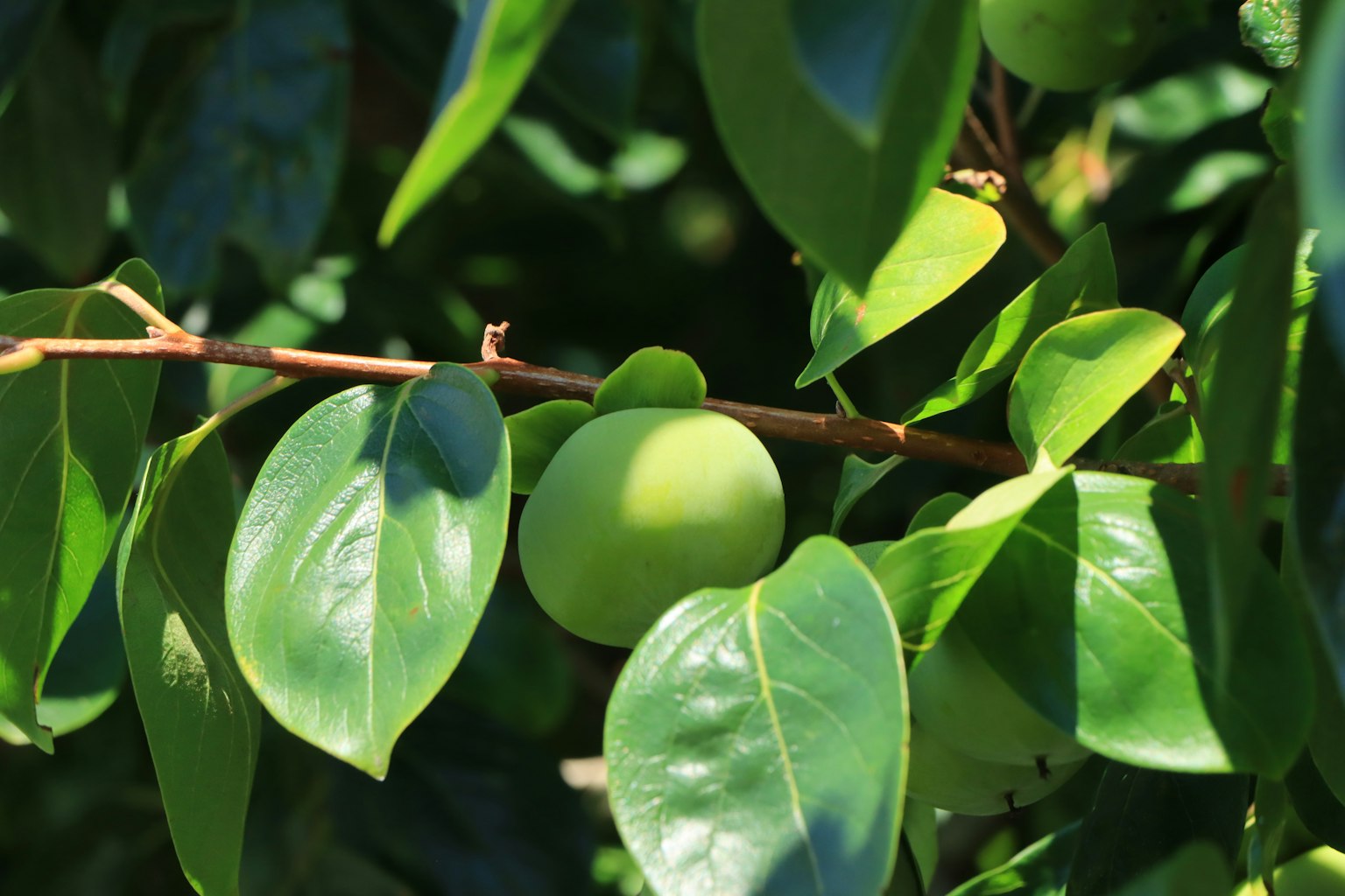 Cabang dengan buah hijau dan daun mengkilap