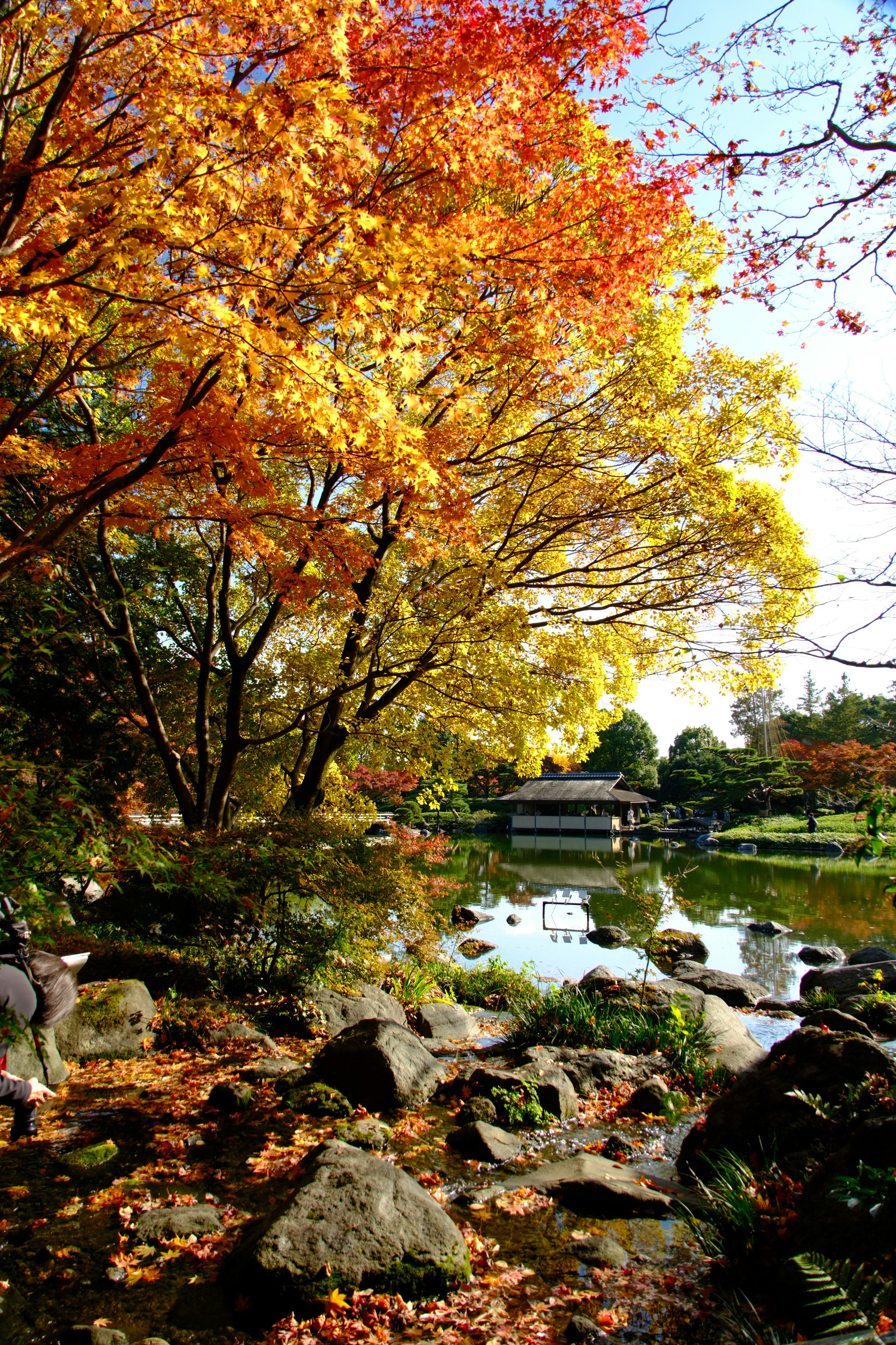 紅葉の木々と川沿いの景色