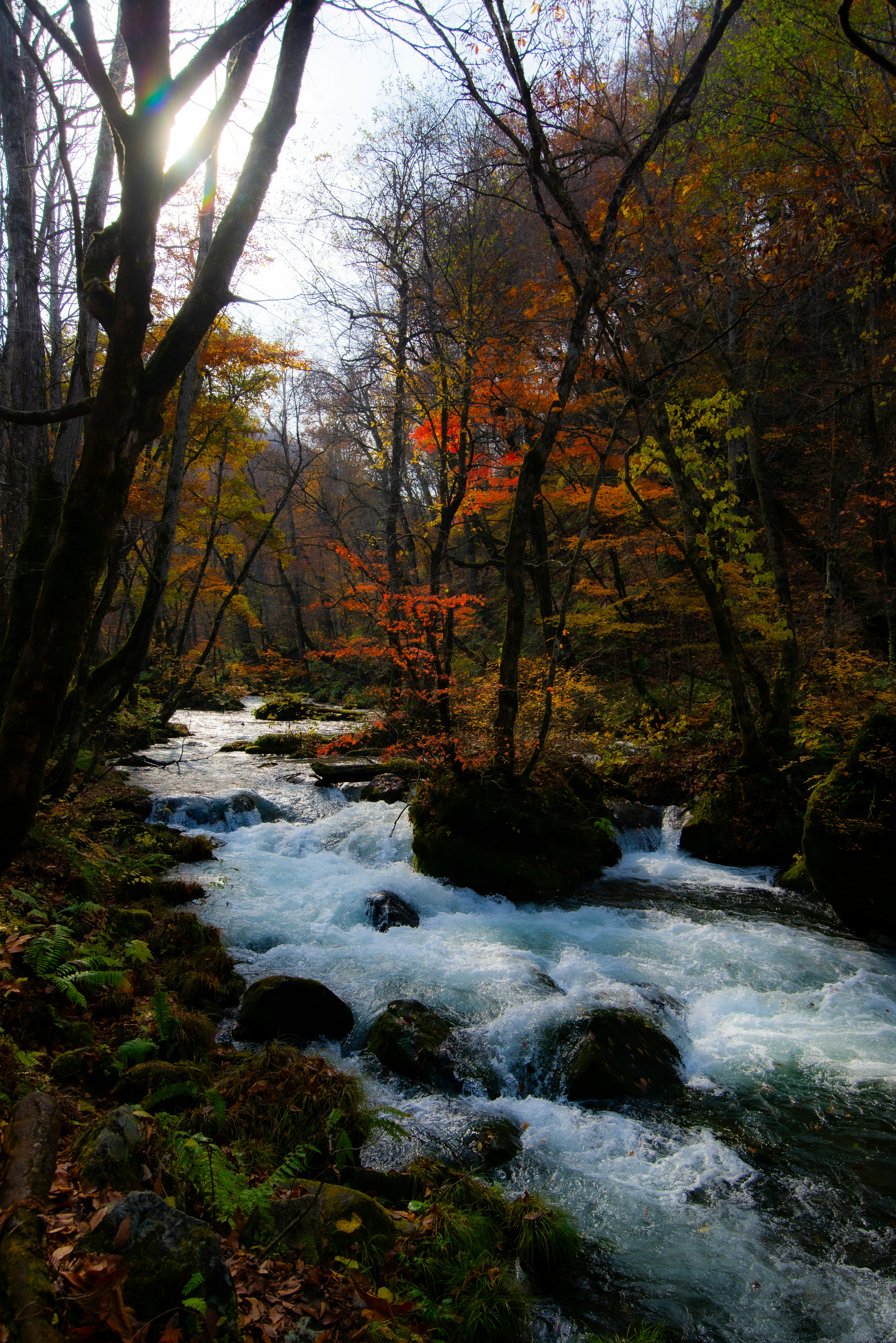 紅葉の森を流れる川のせせらぎ