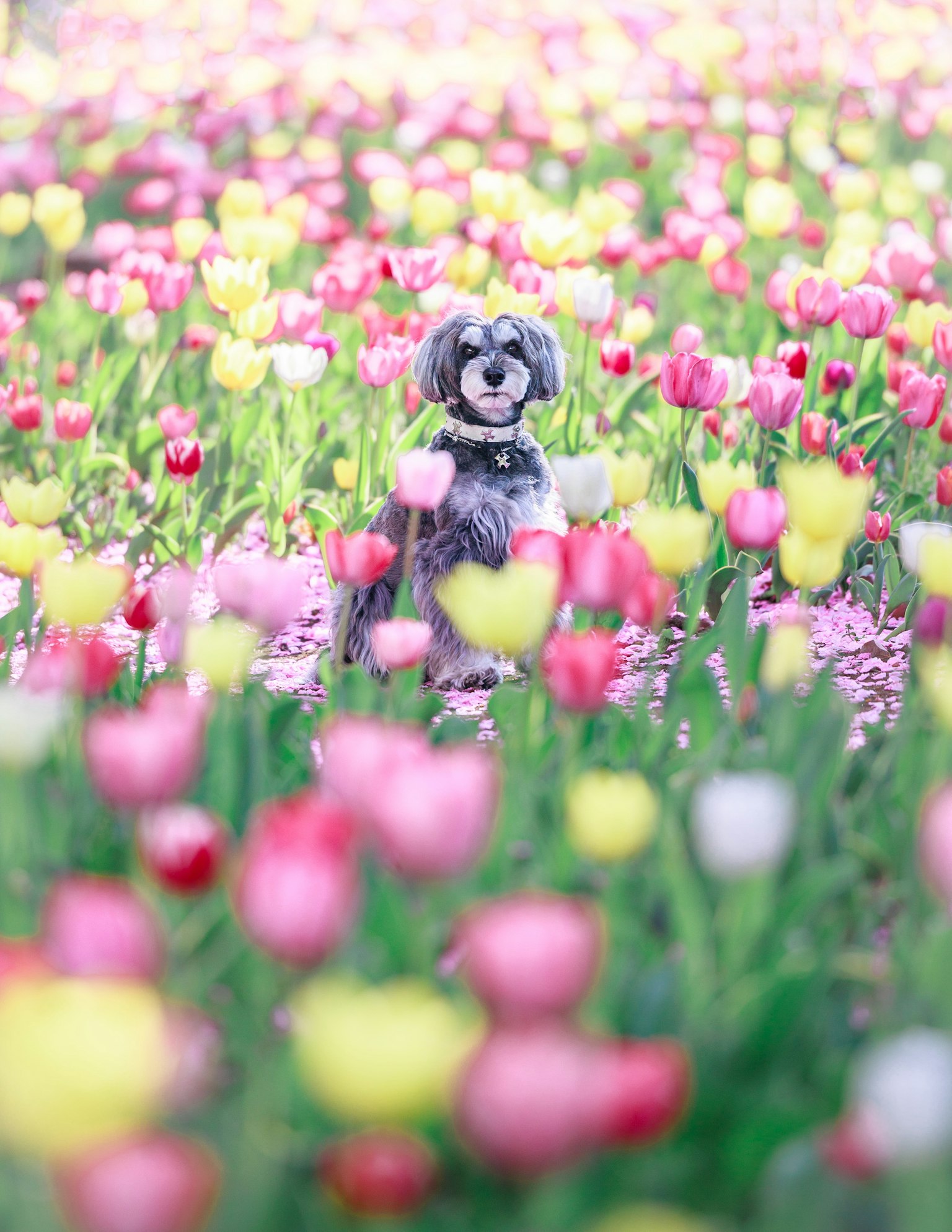 Un chien assis parmi des tulipes colorées dans un champ de fleurs vibrant