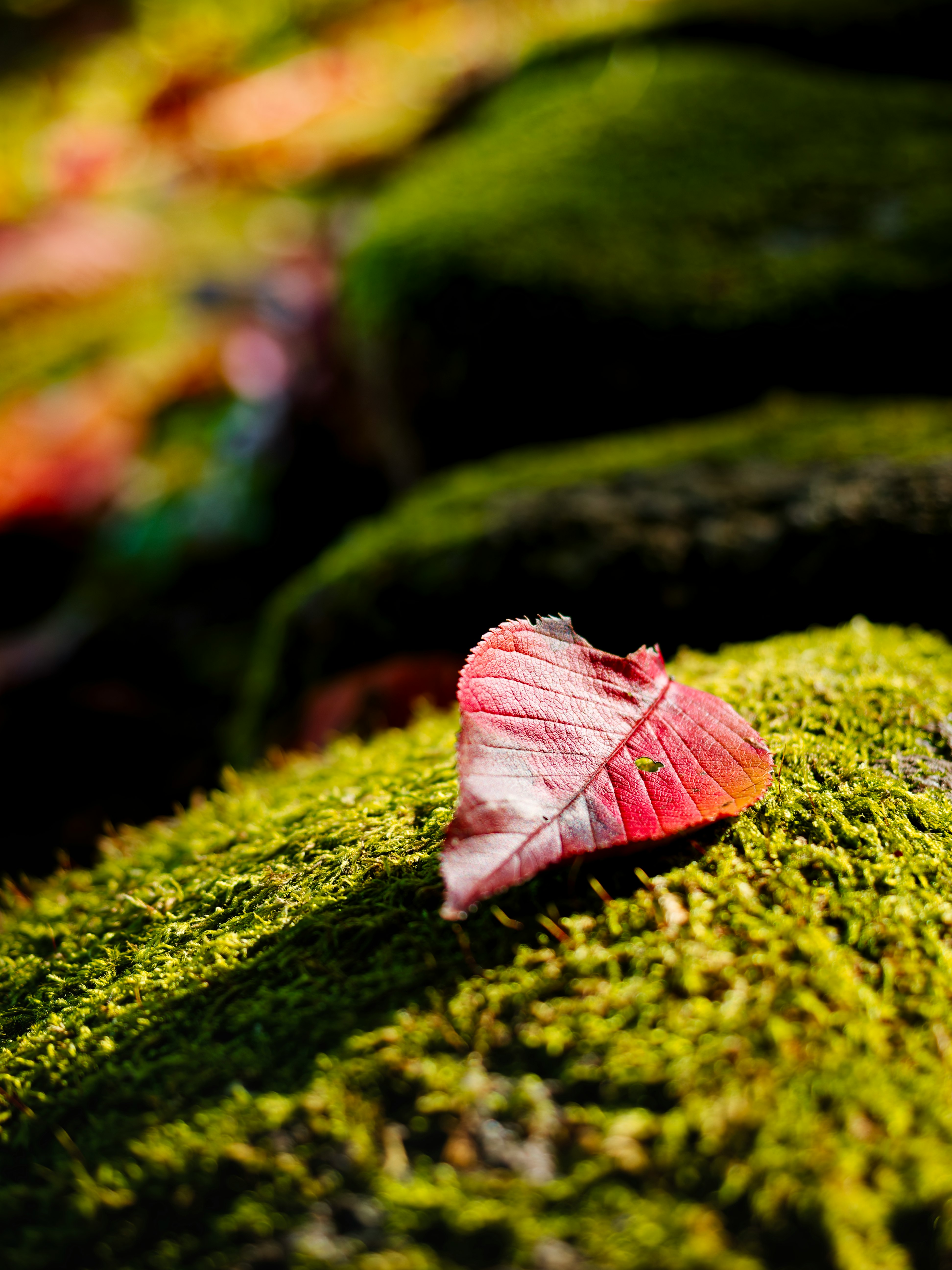 苔の上に落ち葉が重なる紅葉の情景
