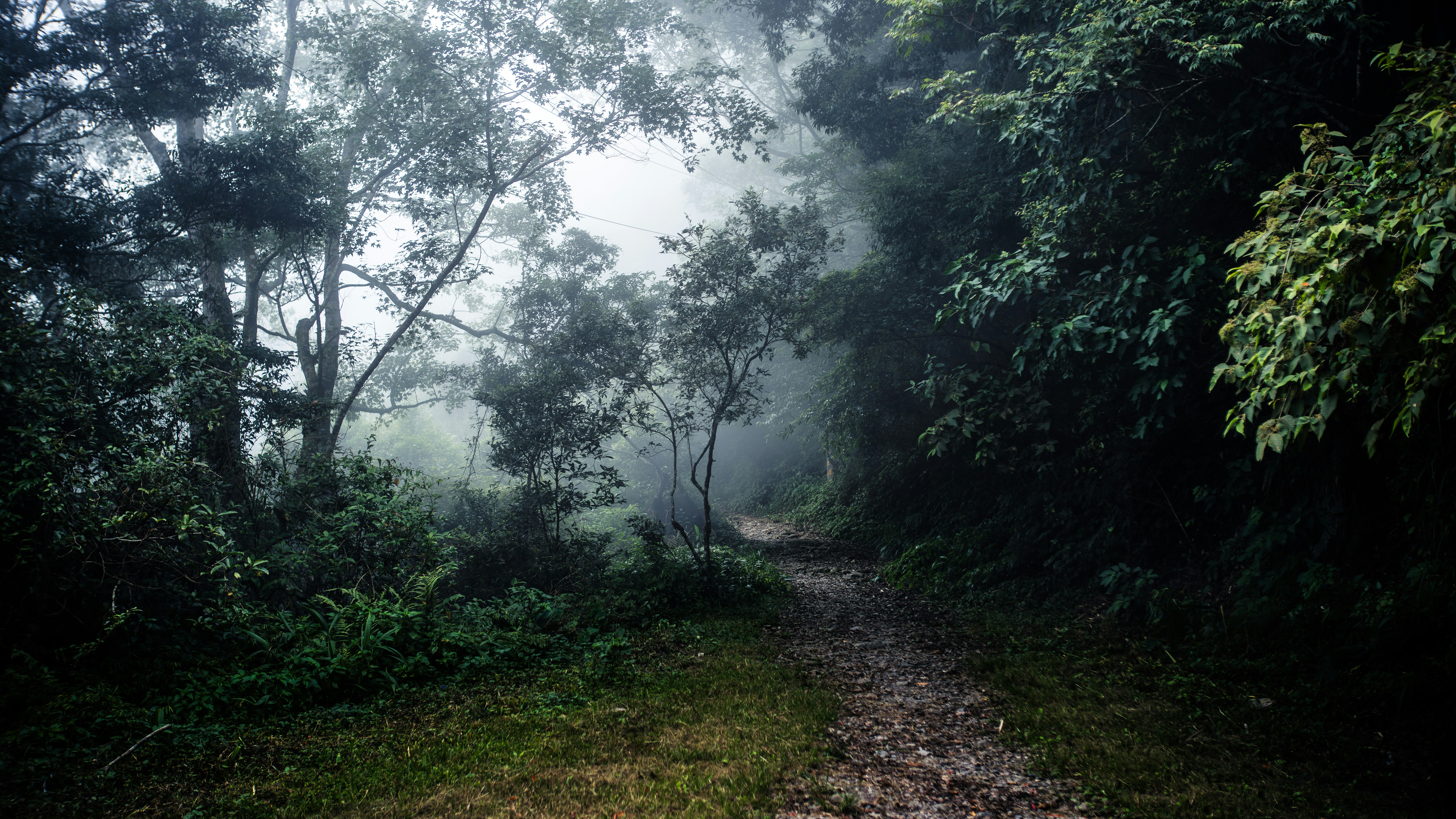 foggy forest path with trees and grass