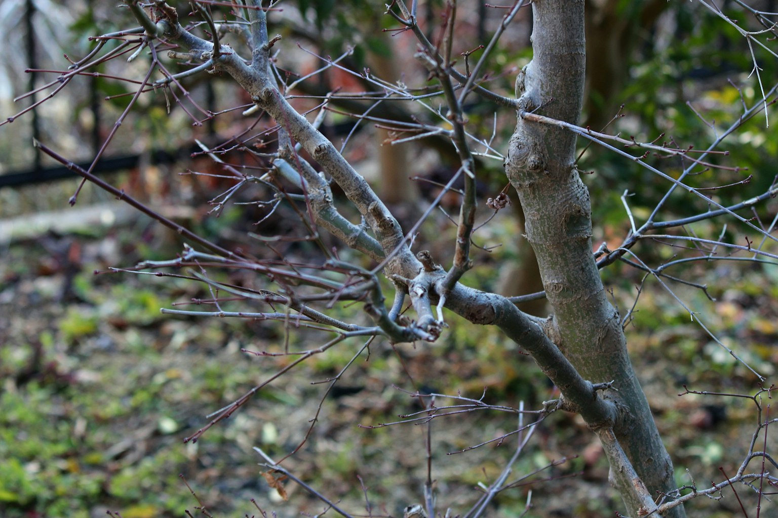 Une scène d'hiver avec des branches nues et un arrière-plan vert flou
