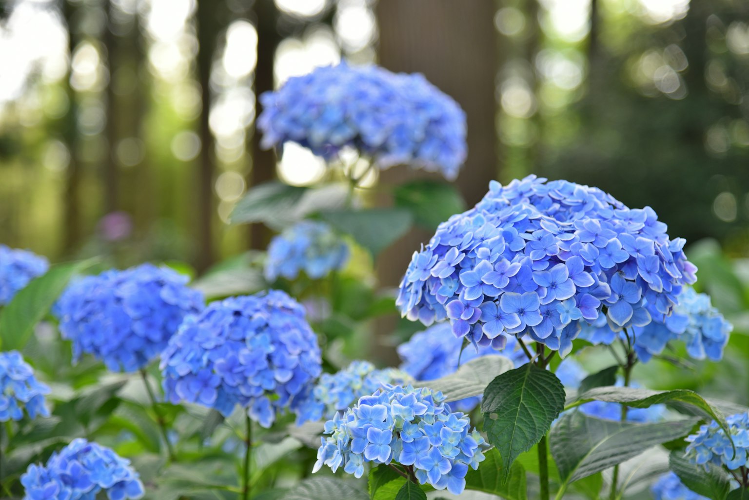 Fiori di ortensia blu che fioriscono in un giardino