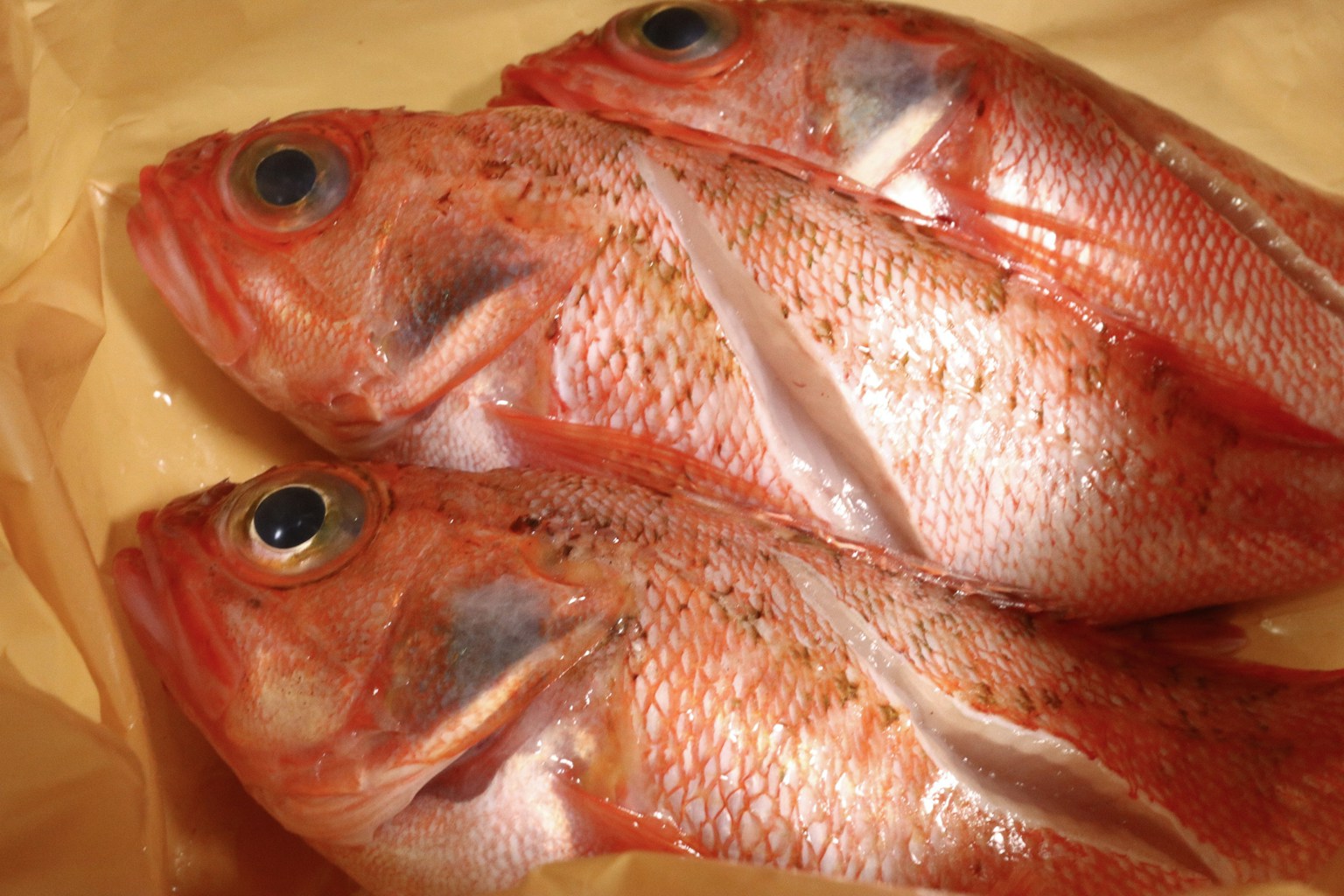Ikan merah segar tersusun rapi