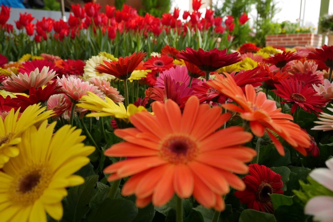 Nahaufnahme bunter Gerbera in einem Blumenbeet
