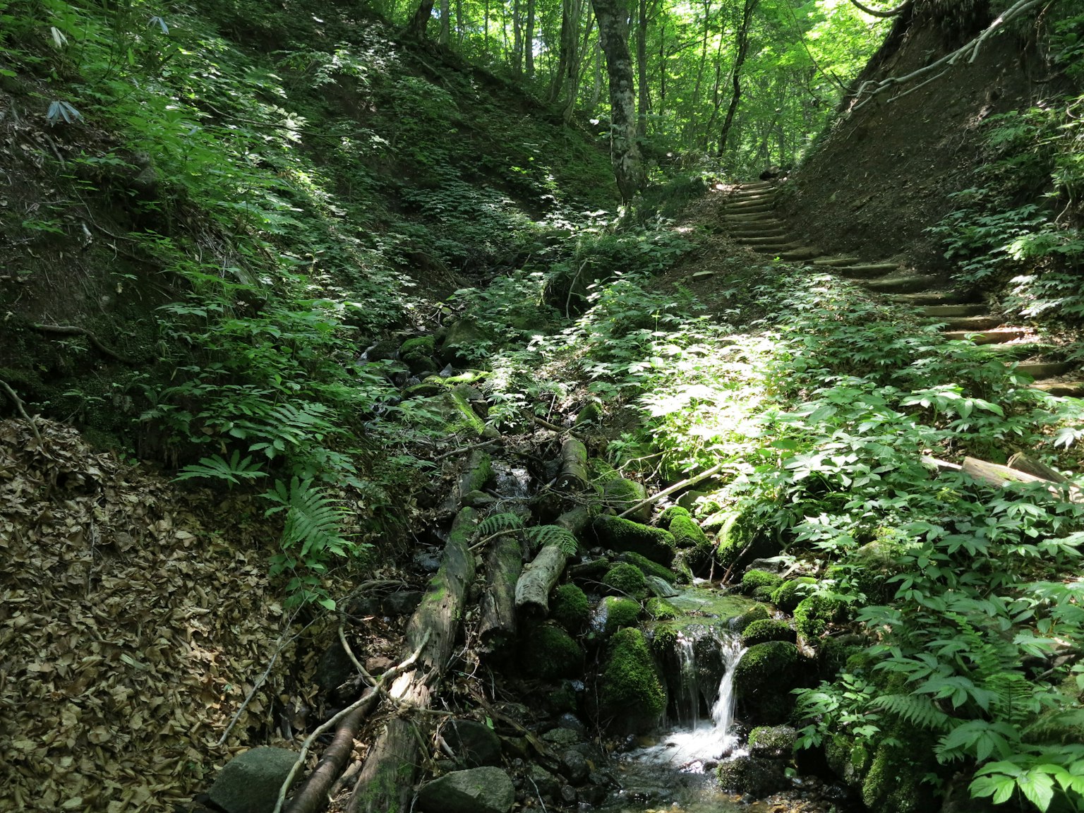 Un paesaggio verdeggiante con un piccolo ruscello e alberi circostanti