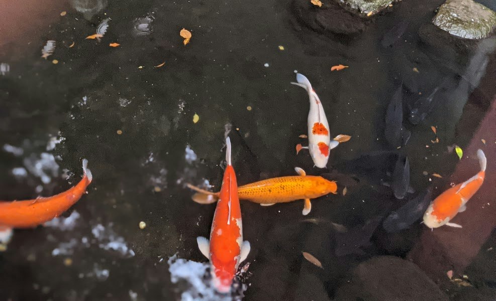 魚缸裡游動的錦鯉與漂浮的飼料