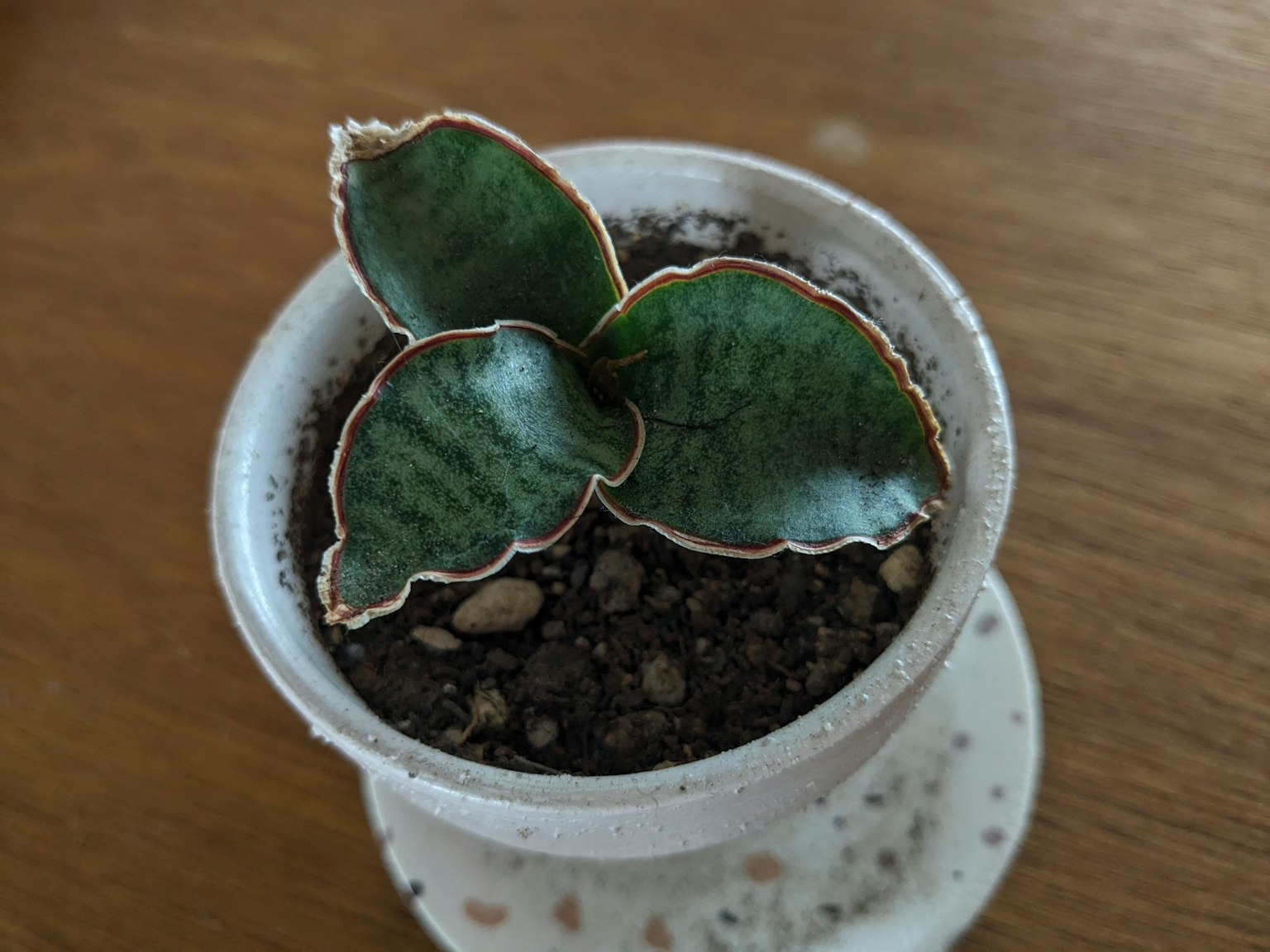 Pequeña planta suculenta en una maceta blanca