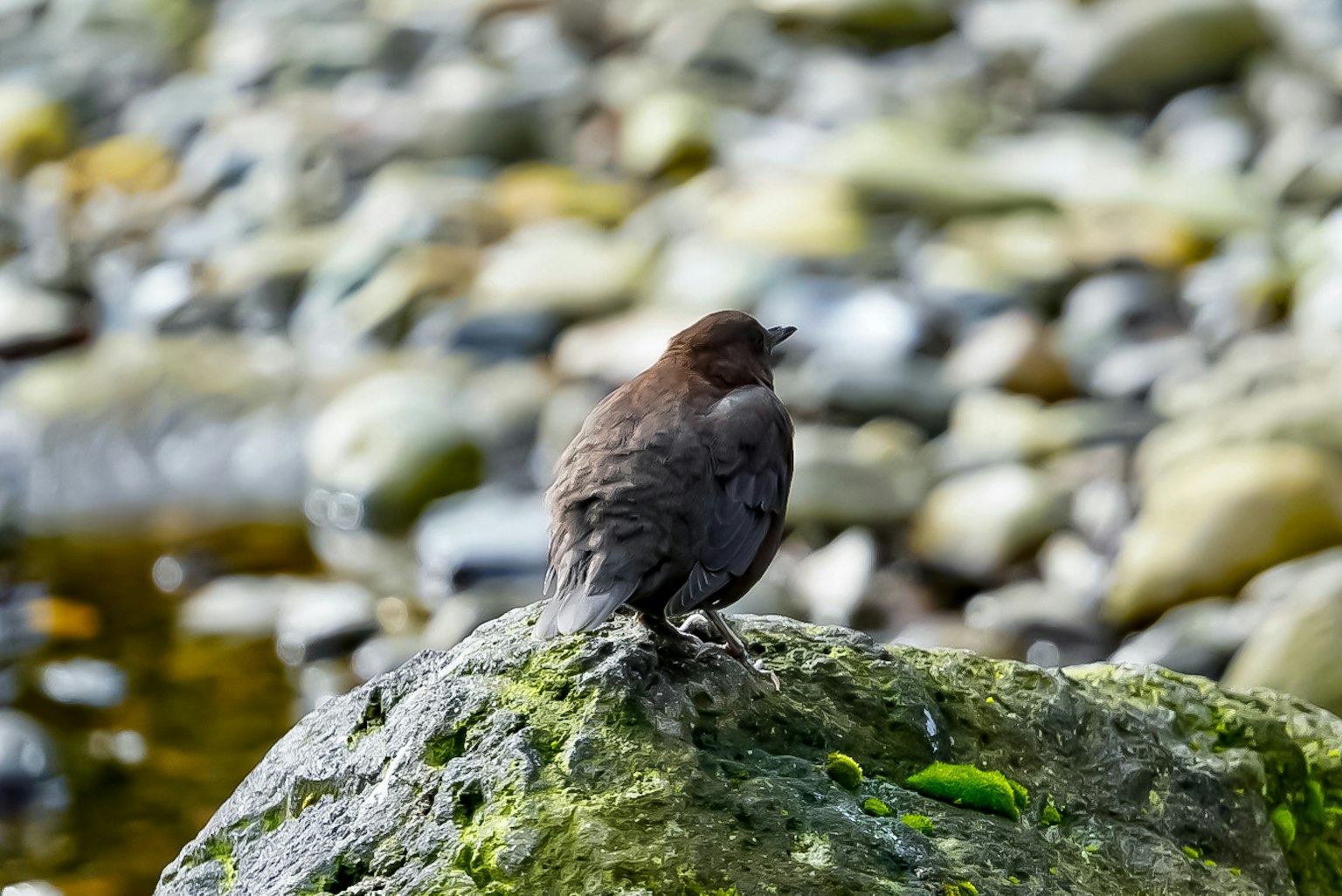 Burung kecil bertengger di atas batu dalam lingkungan alami
