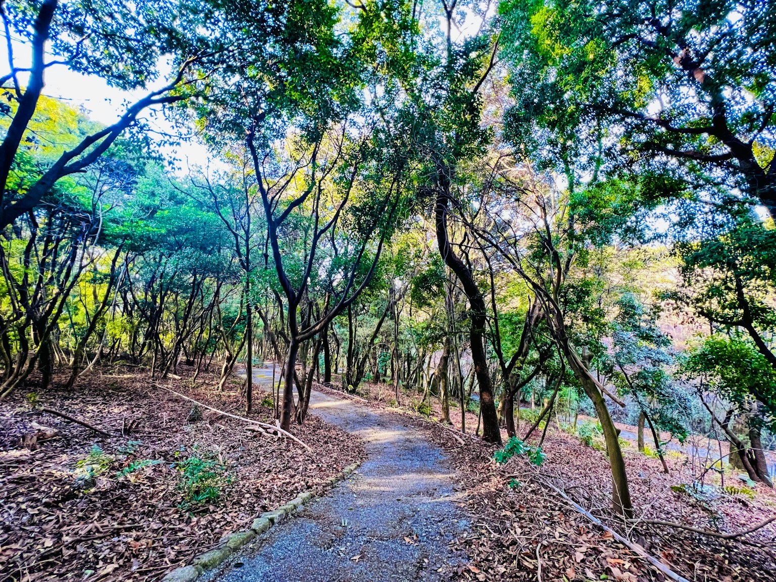 Ein gewundener Weg durch einen üppigen Wald