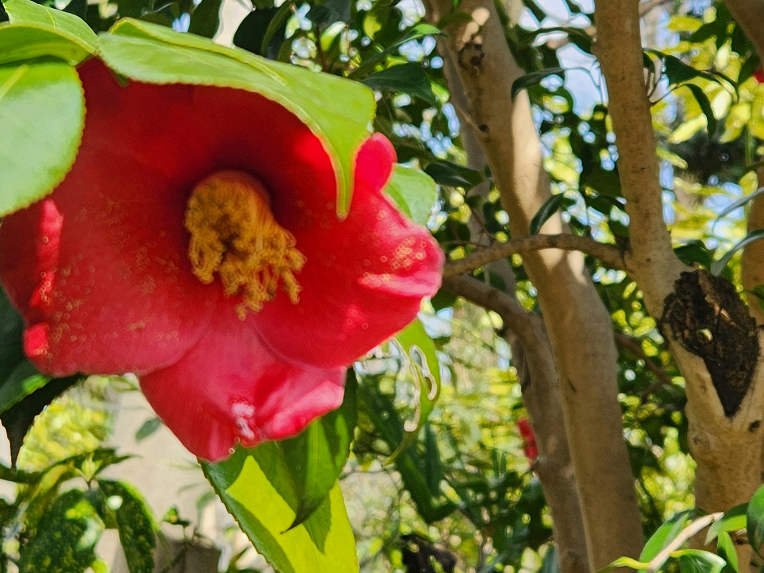 Nahaufnahme einer lebhaften roten Blume mit gelben Staubblättern, umgeben von grünen Blättern