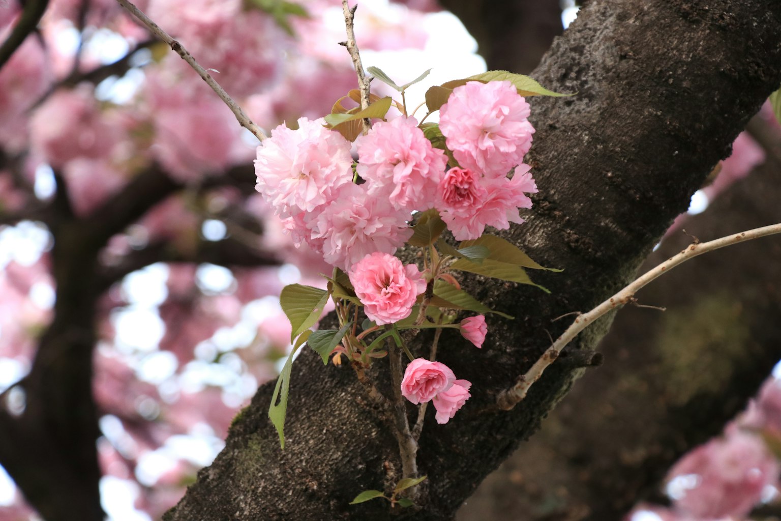 Fiori e foglie rosa su un ciliegio