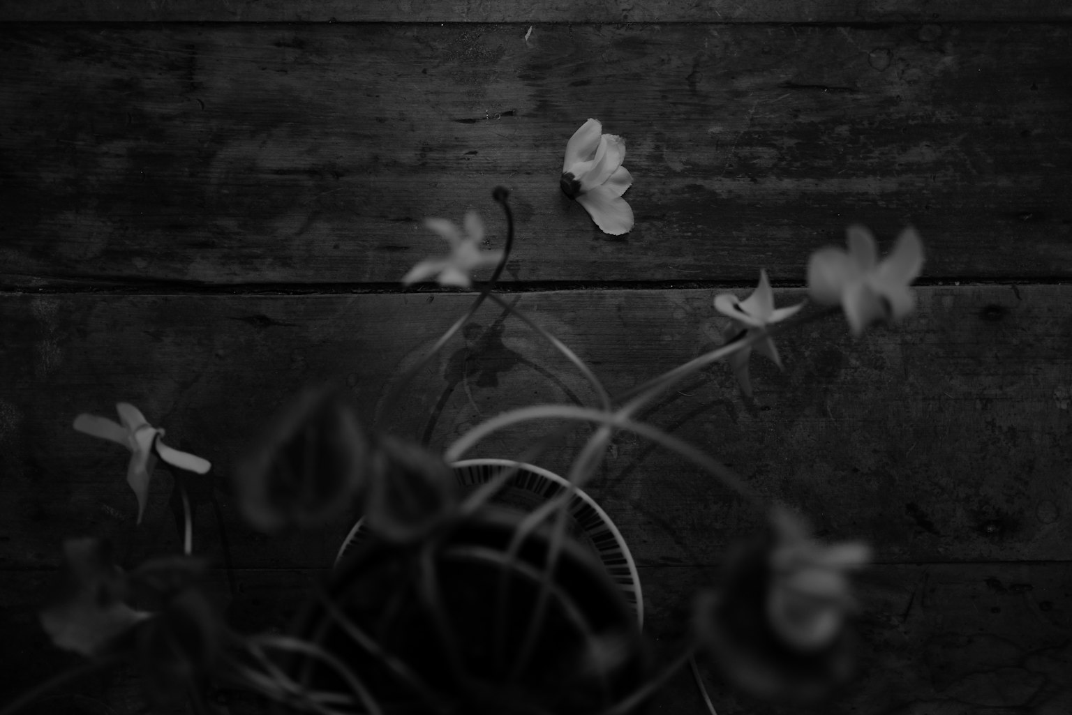 Overhead view of a potted plant with white flowers against a dark wooden background