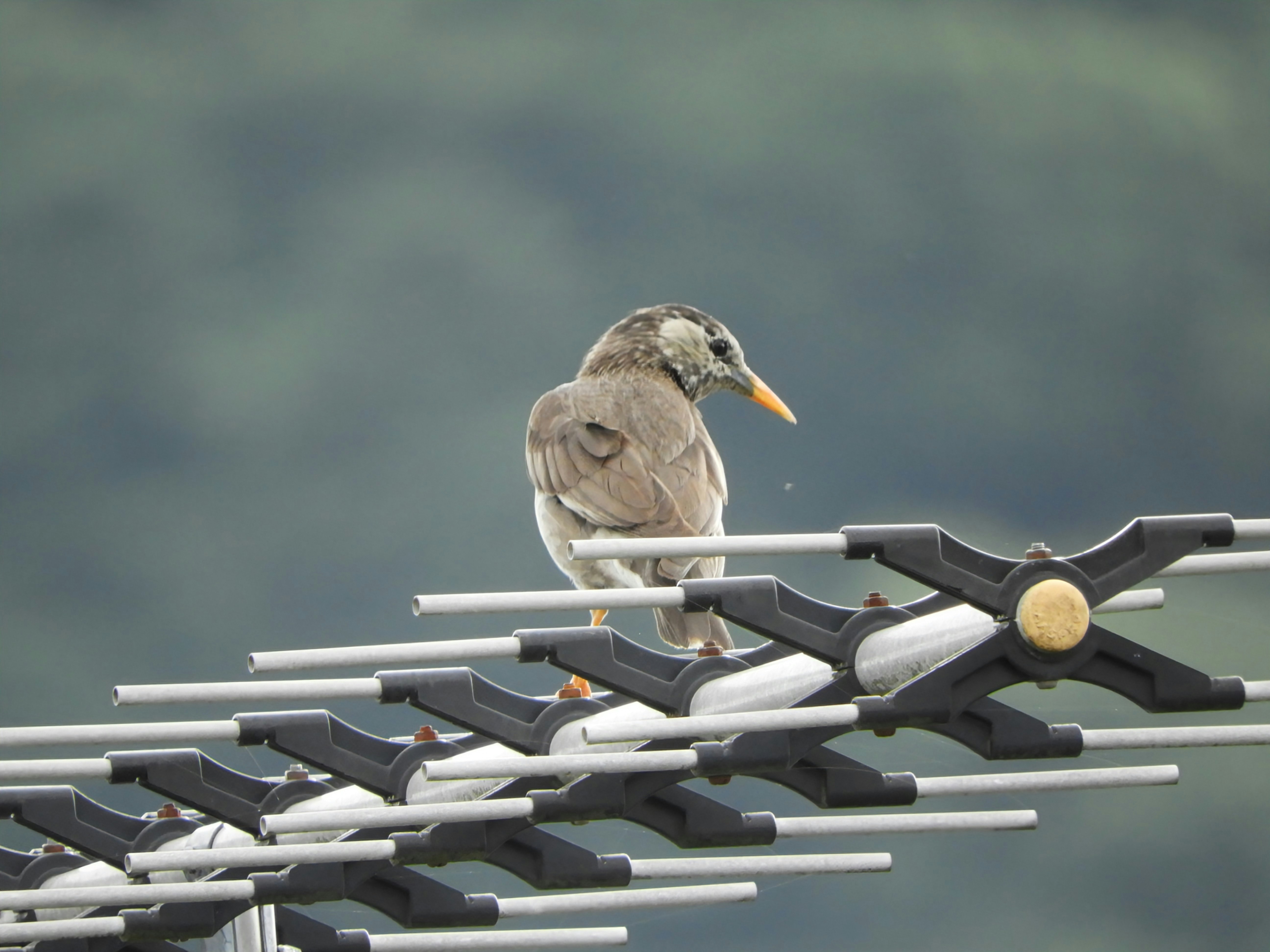 ムクドリが止まる鳥の群れと止まり木のある風景