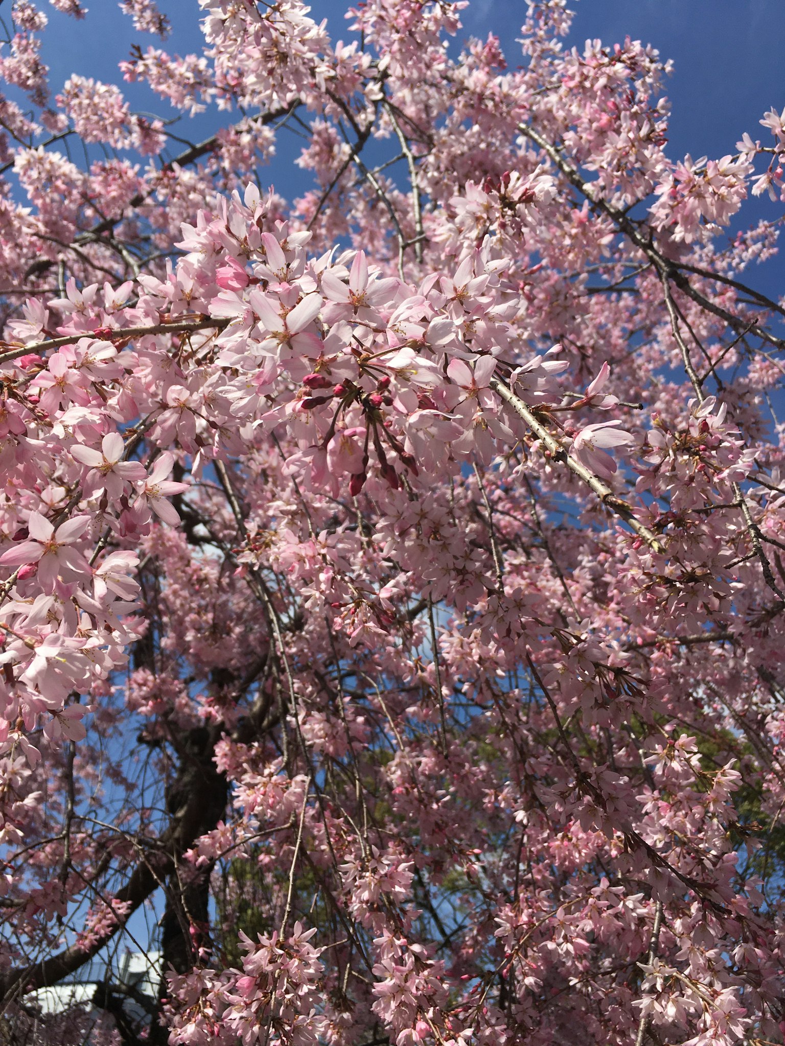 Gros plan de branches de cerisier avec des fleurs roses sur fond de ciel bleu