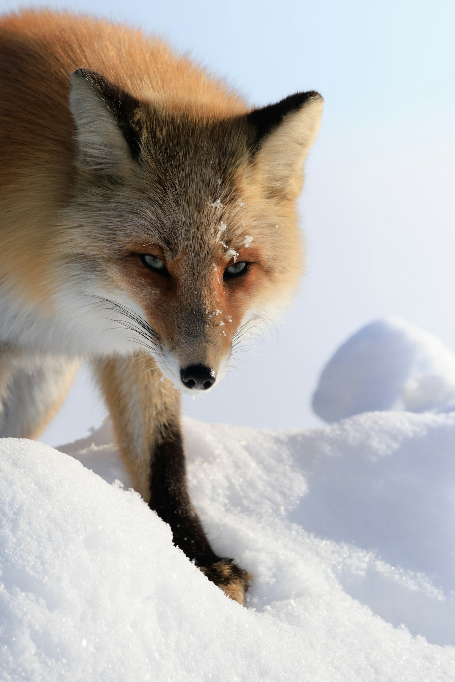 Gros plan d'un renard rouge marchant dans la neige