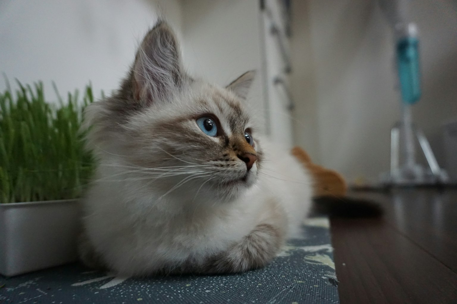 Gatto siberiano con occhi blu sdraiato accanto all'erba